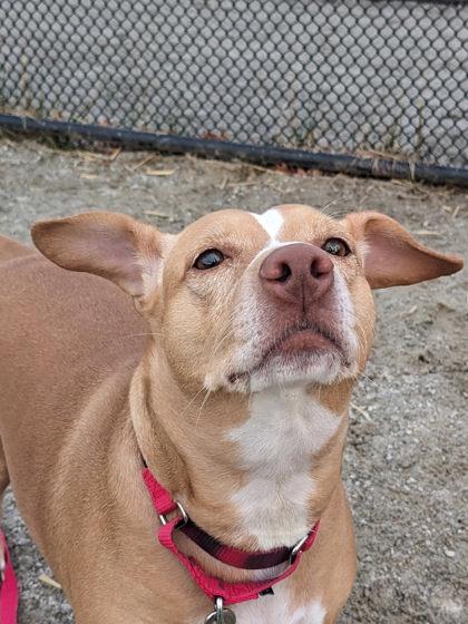 Cali, Adoptable, Adult Female Mixed Breed.