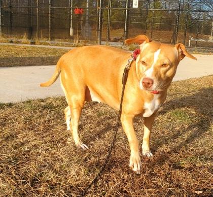 Enlarge Cali, a Adoptable Mixed Breed in Fairfax, VA image 2/3