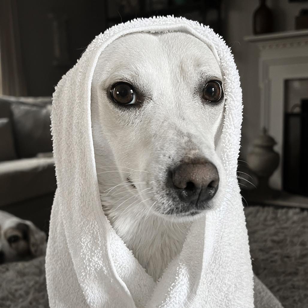 Enlarge Betty, a Adoptable Mixed Breed in Franklin, TN image 2/2