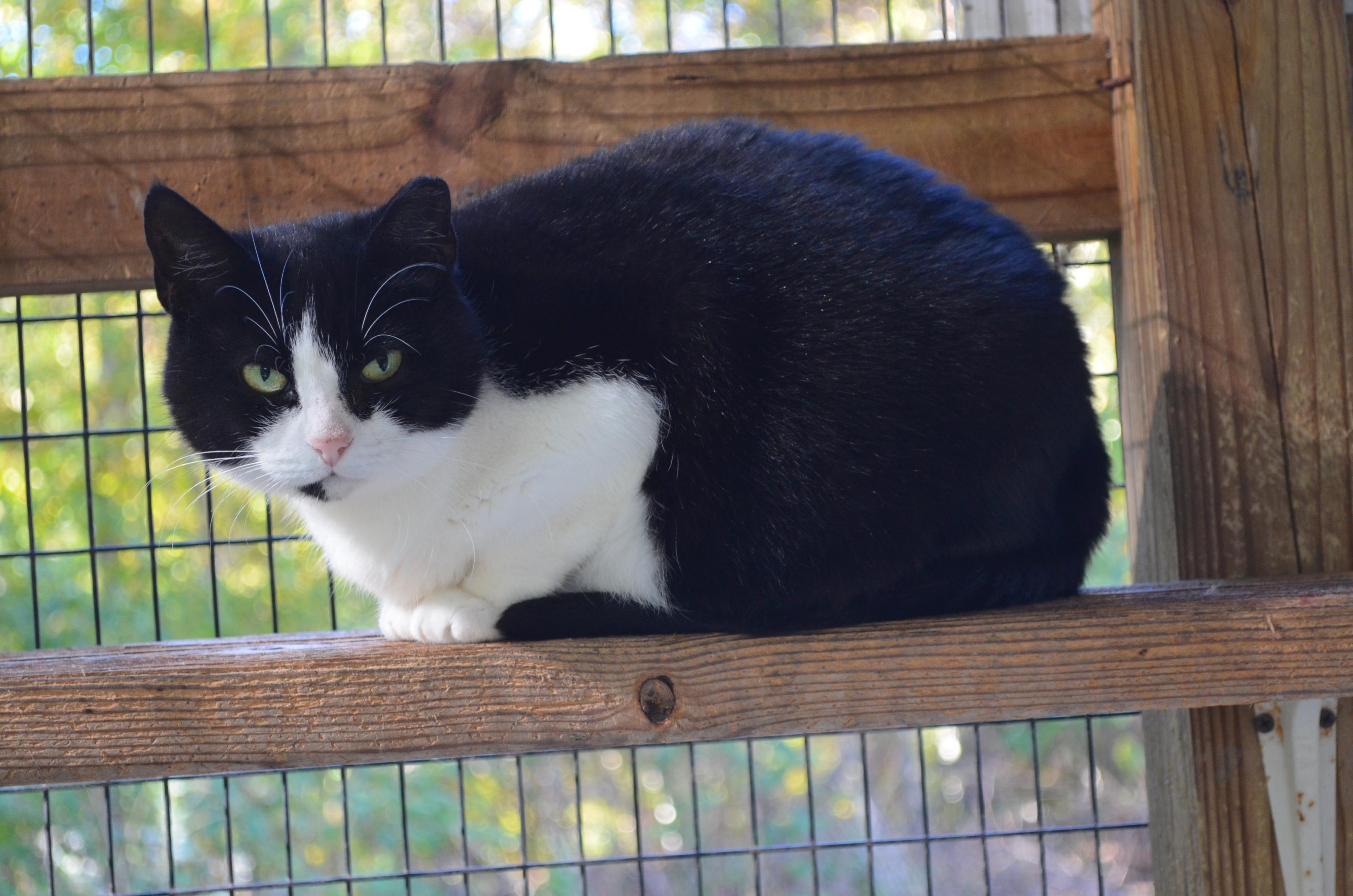 Eloise, a Adoptable Domestic Short Hair in Westbrook, CT image 1/4