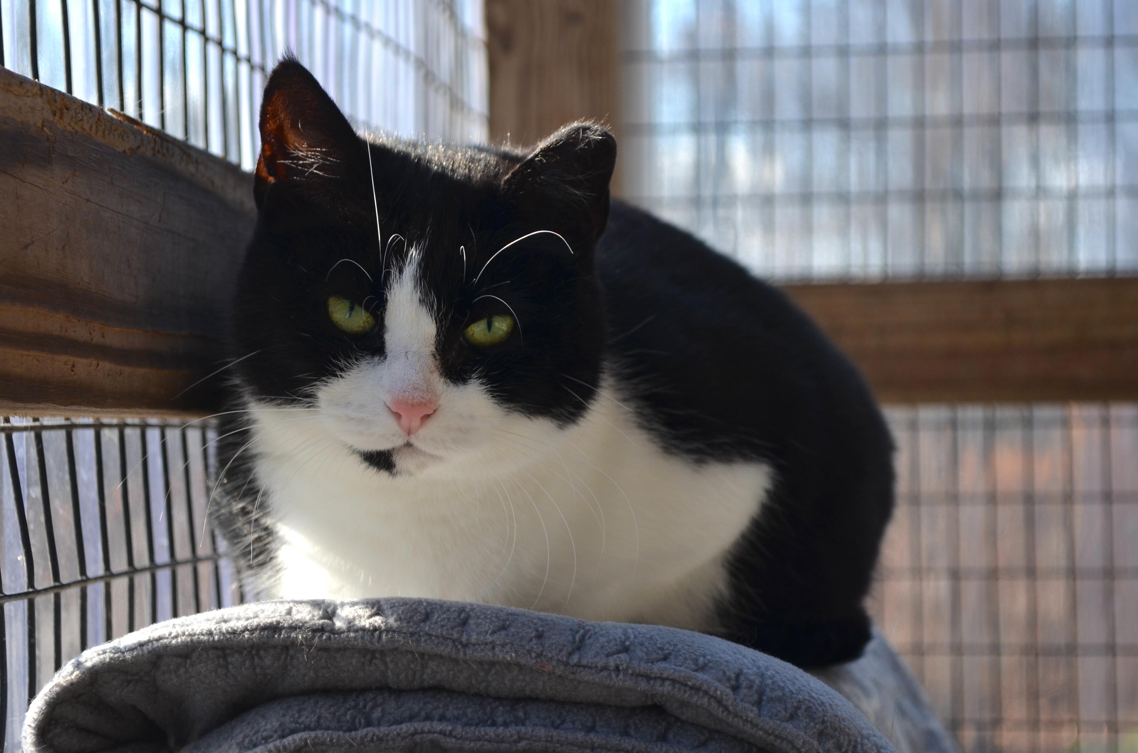 Enlarge Eloise, a Adoptable Domestic Short Hair in Westbrook, CT image 2/5