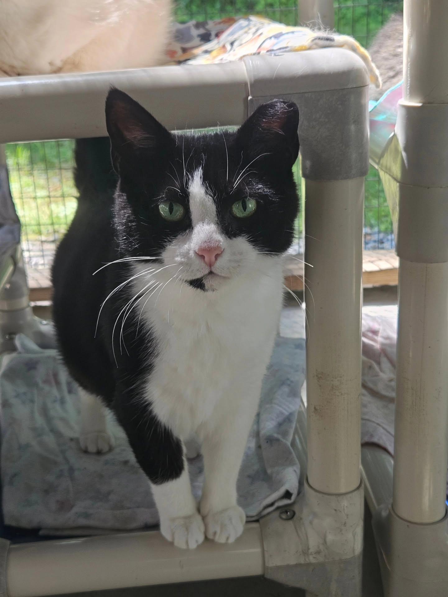 Eloise, Adoptable, Adult Female Domestic Short Hair.