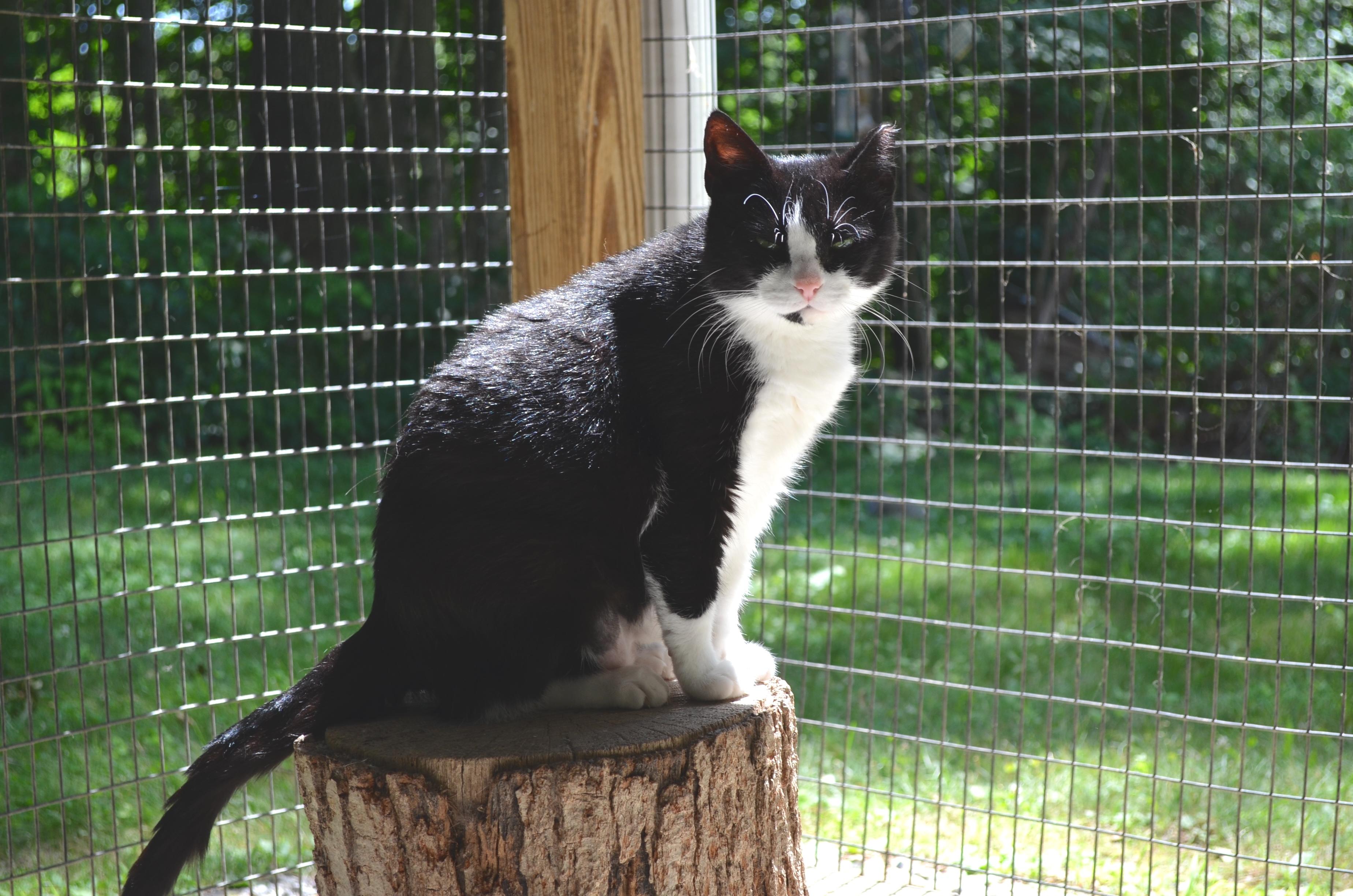 Eloise, a Adoptable Domestic Short Hair in Westbrook, CT image 3/4