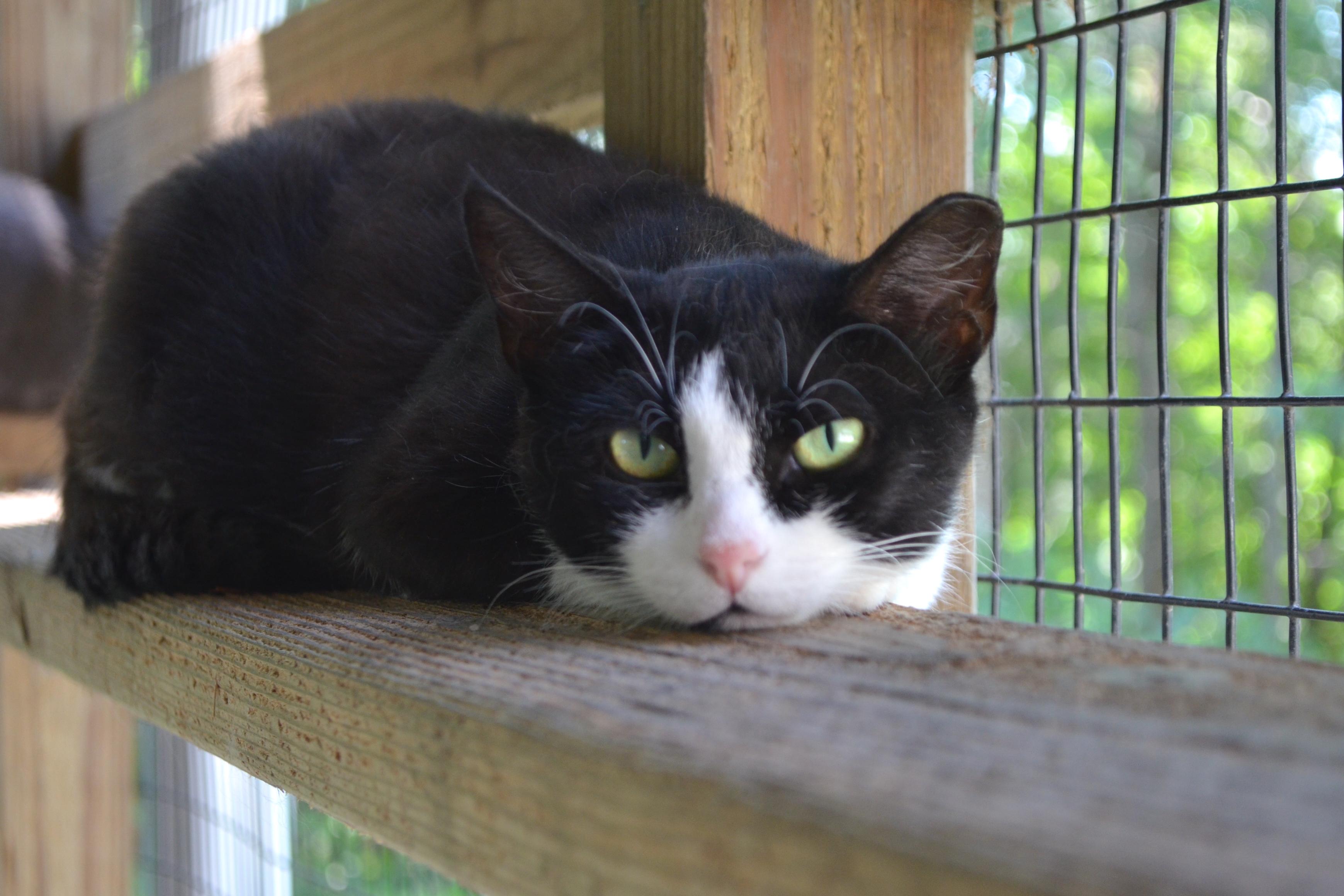 Eloise, a Adoptable Domestic Short Hair in Westbrook, CT image 4/4