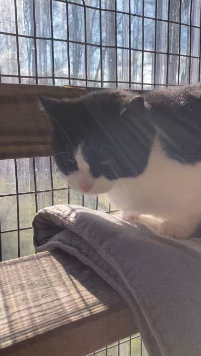 Enlarge Eloise, a Adoptable Domestic Short Hair in Westbrook, CT video 2/4