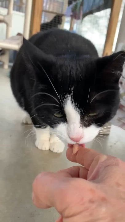 Enlarge Eloise, a Adoptable Domestic Short Hair in Westbrook, CT video 3/5