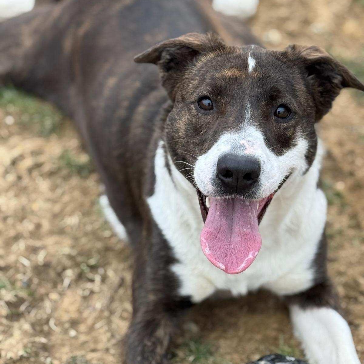 Enlarge Roxy, a Adoptable mixed breed in Wilmington, OH image 5/6