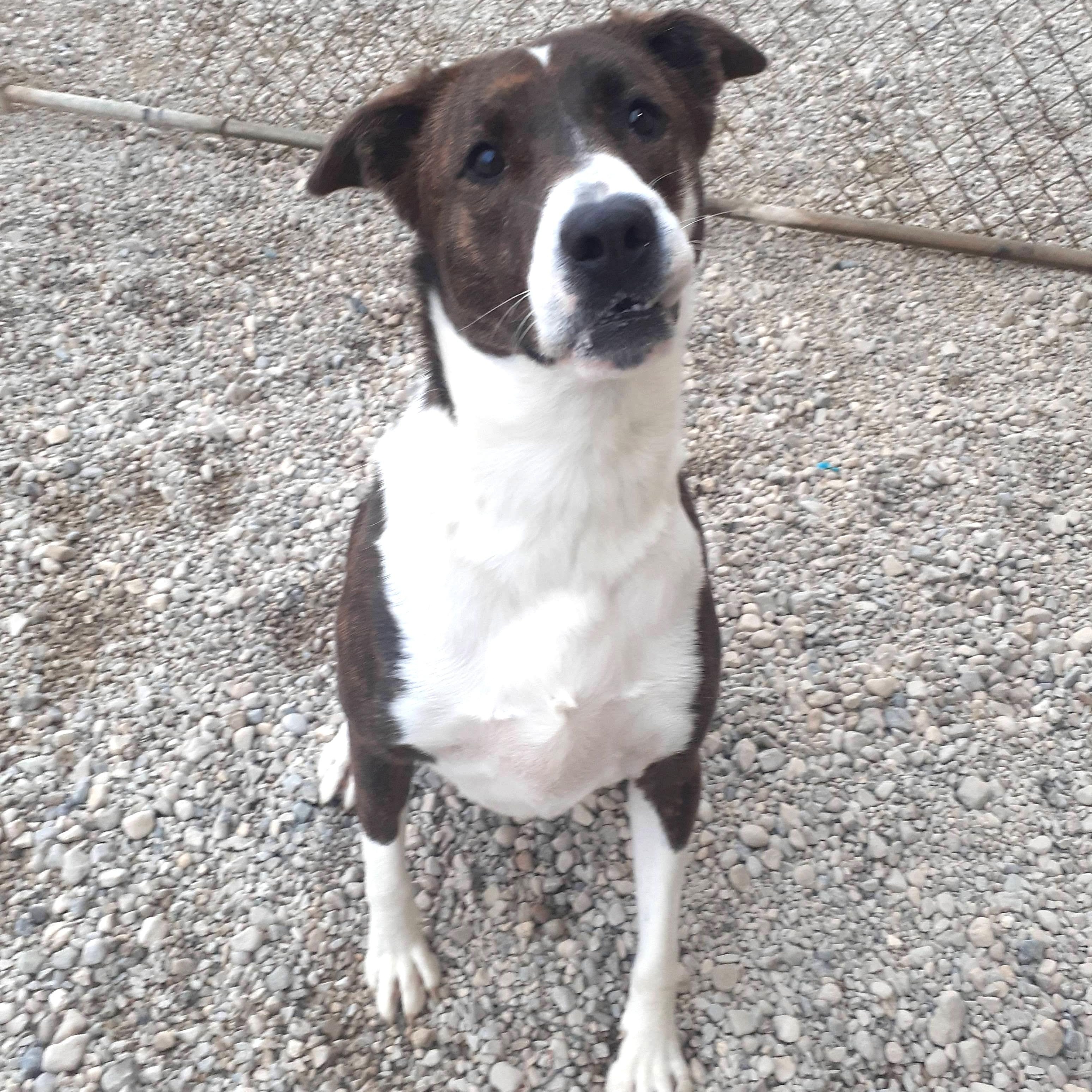 Enlarge Roxy, a Adoptable mixed breed in Wilmington, OH image 1/6