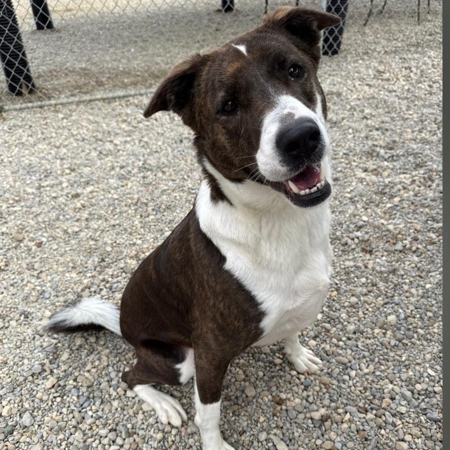 Roxy, Adoptable, Young Female Smooth Collie & Mountain Cur.