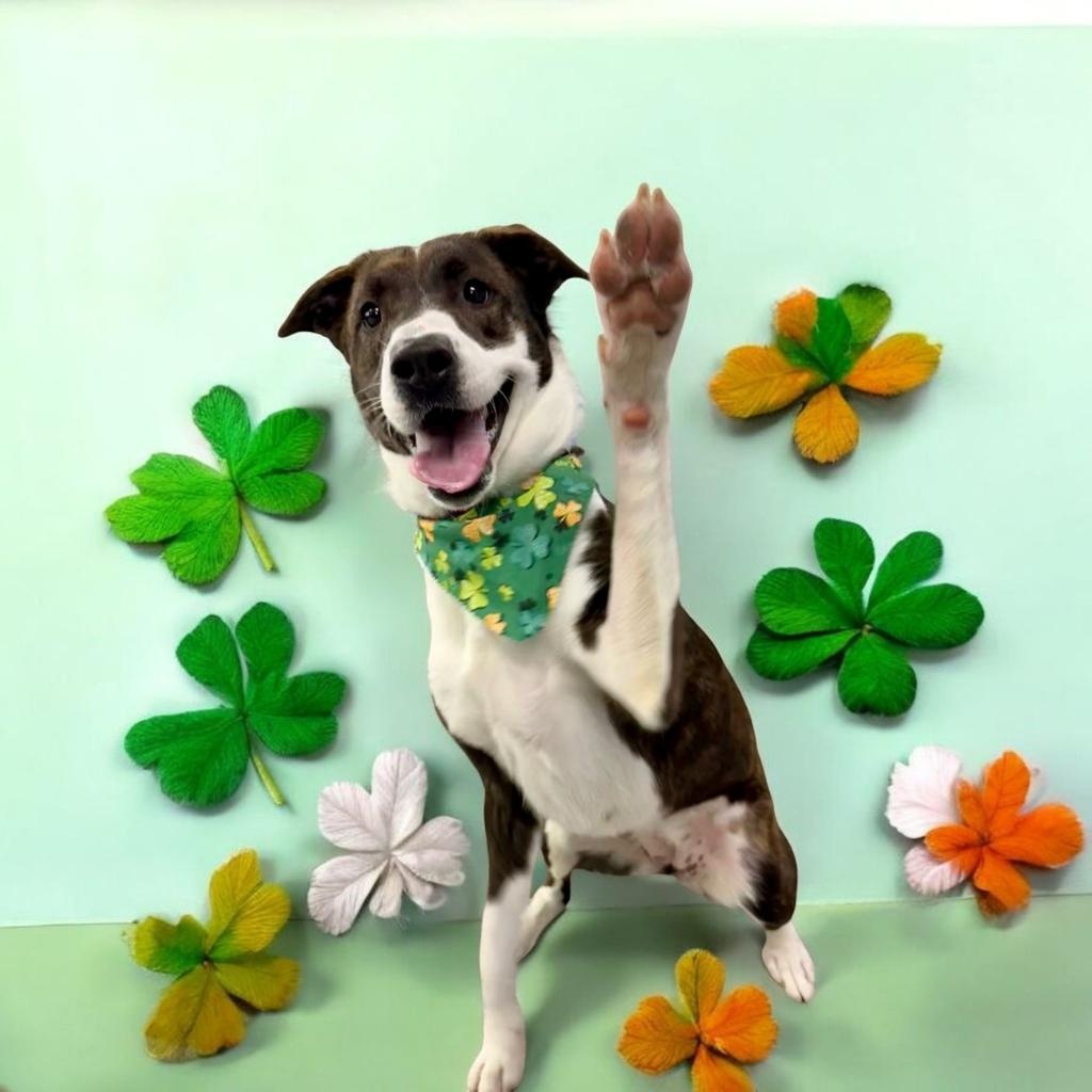 Enlarge Roxy, a Adoptable mixed breed in Wilmington, OH image 4/6