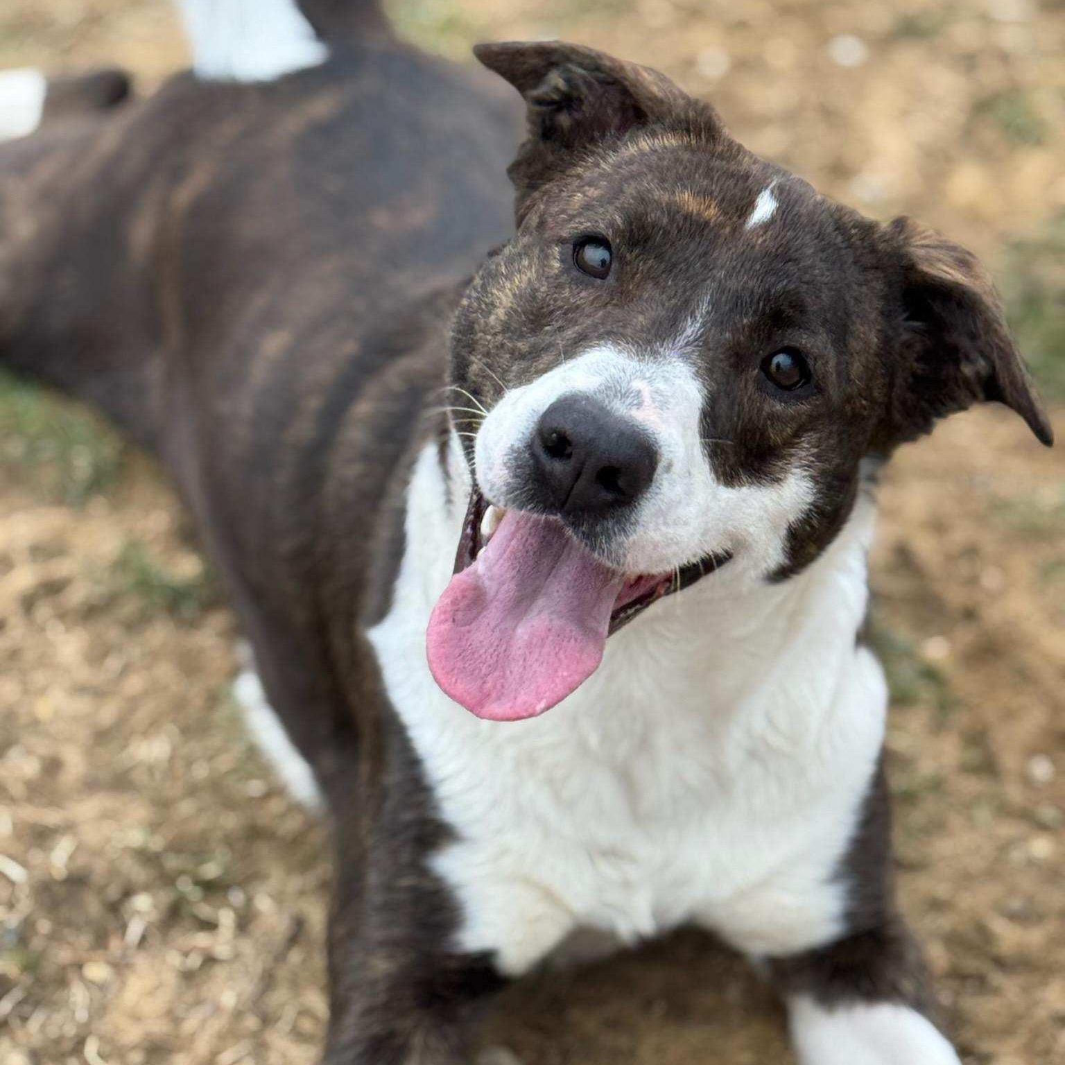 Enlarge Roxy, a Adoptable mixed breed in Wilmington, OH image 2/6