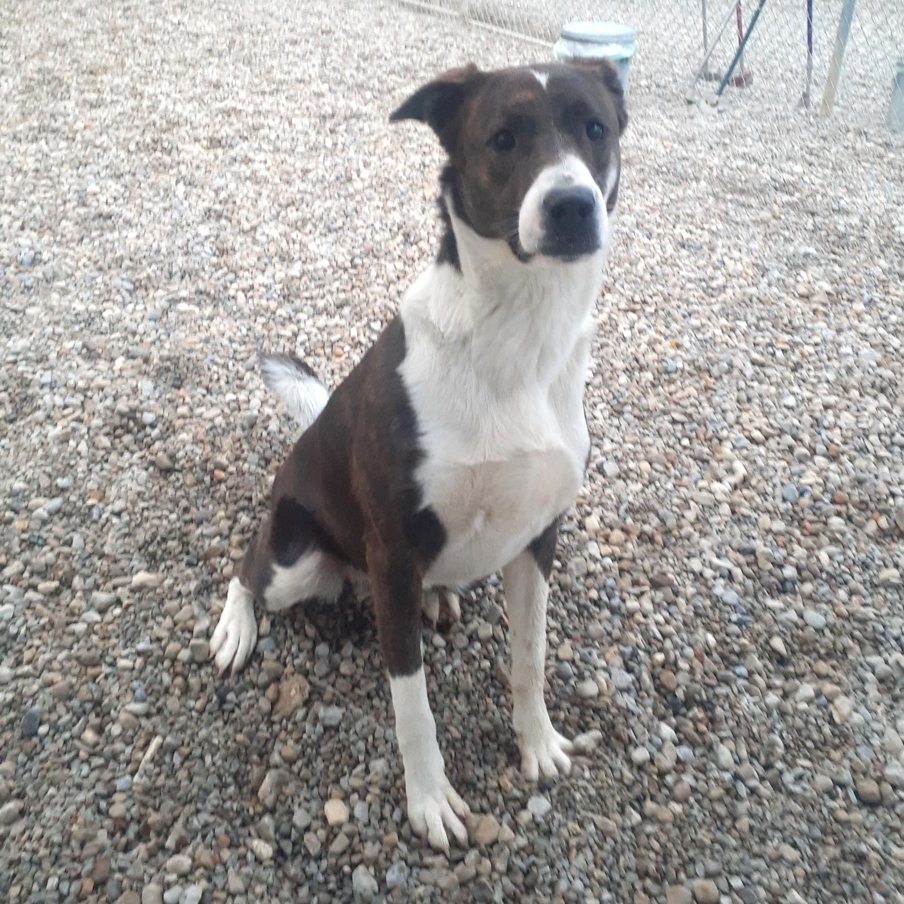 Enlarge Roxy, a Adoptable mixed breed in Wilmington, OH image 6/6