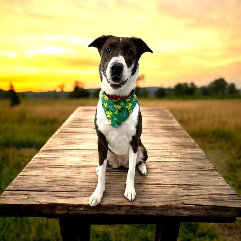 Enlarge Roxy, a Adoptable mixed breed in Wilmington, OH image 3/6