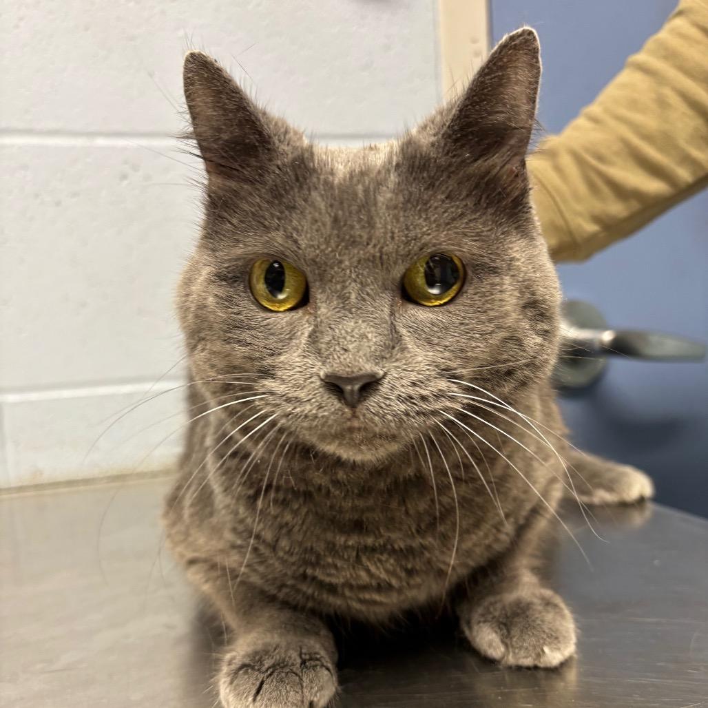 Krystal — thumbnail 2