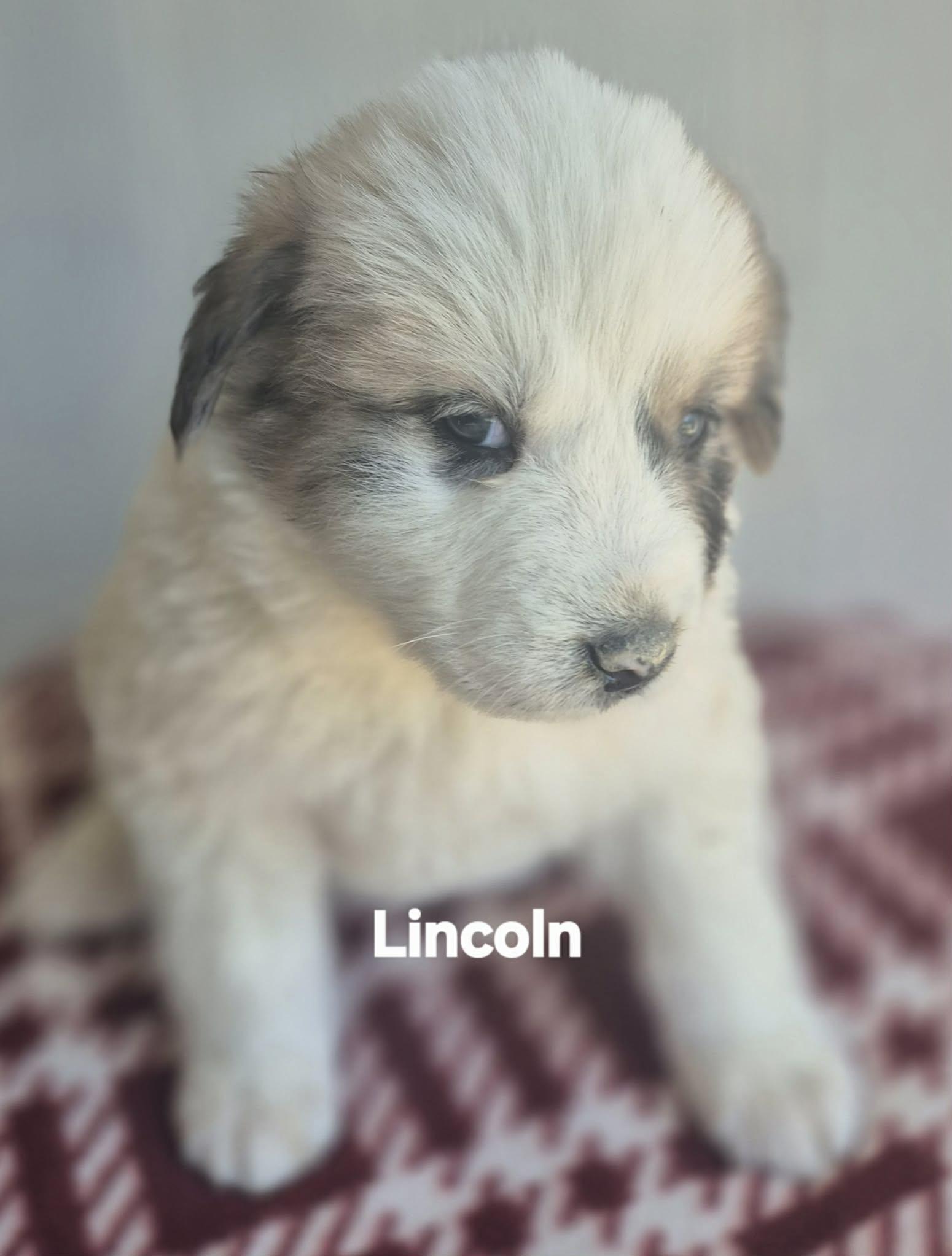 Lincoln and Logan, Adoptable, Puppy Male Great Pyrenees & Doberman Pinscher.