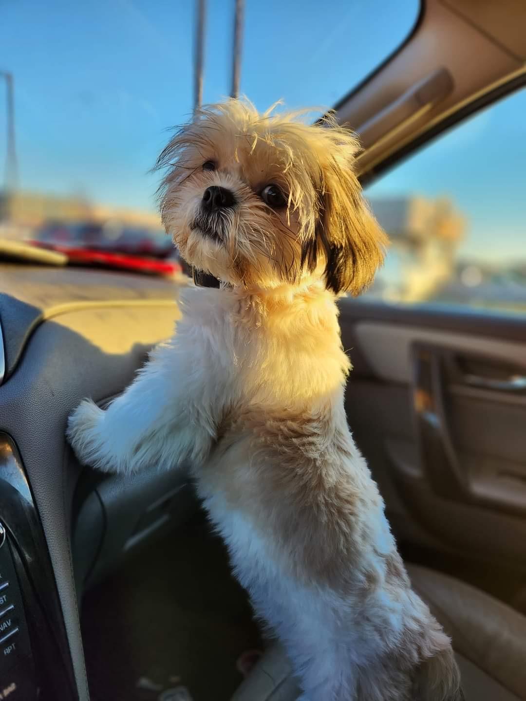 ChiChi, an adopted Shih Tzu in Lexington, KY image 1/4