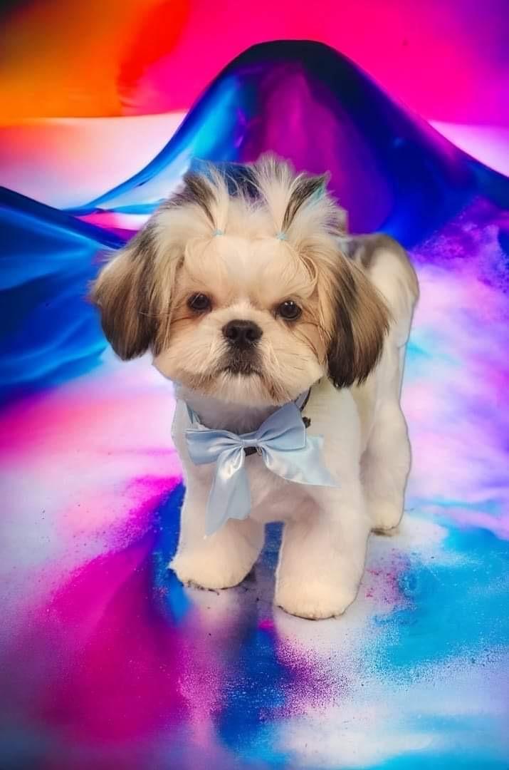 ChiChi, an adopted Shih Tzu in Lexington, KY image 2/4