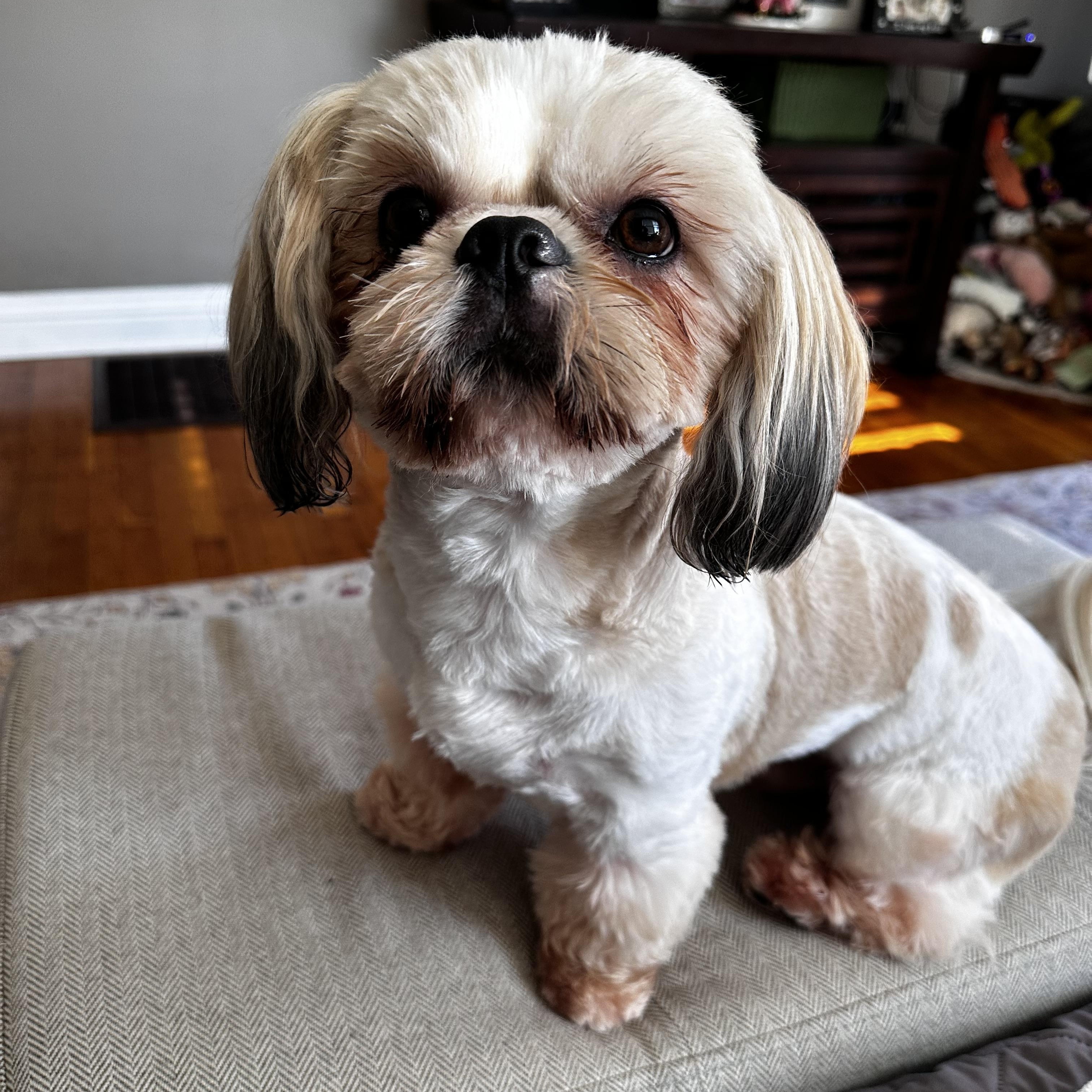 ChiChi, an adopted Shih Tzu in Lexington, KY image 3/4