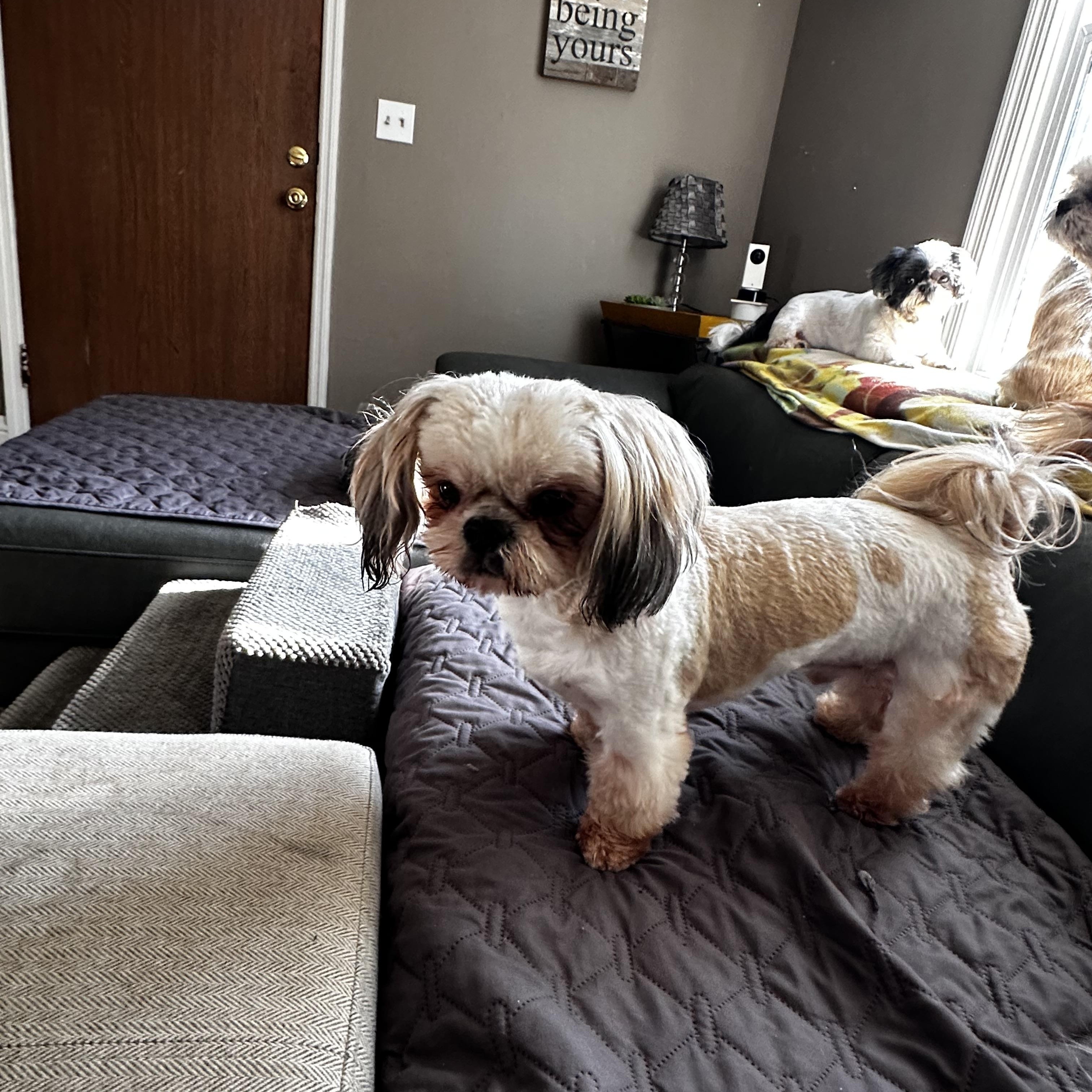 ChiChi, adopted, Young Male Shih Tzu.