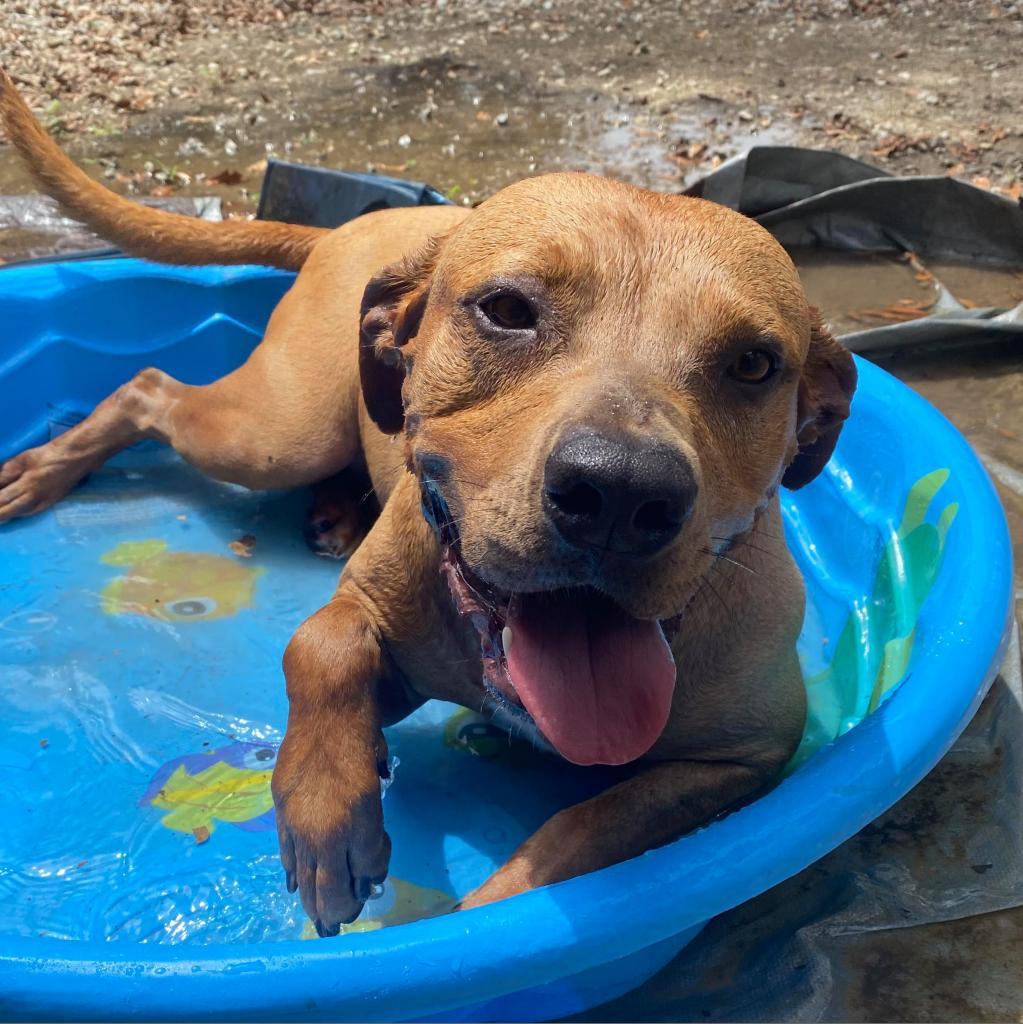 Chase, Adoptable, Senior Male Hound & Mixed Breed.