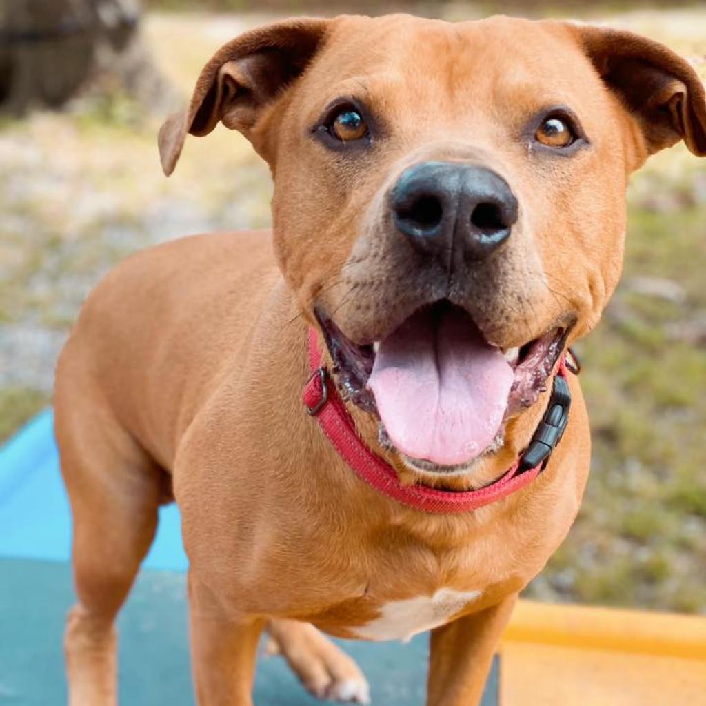 Enlarge Chase, a Adoptable mixed breed in Laurel, MS image 3/3