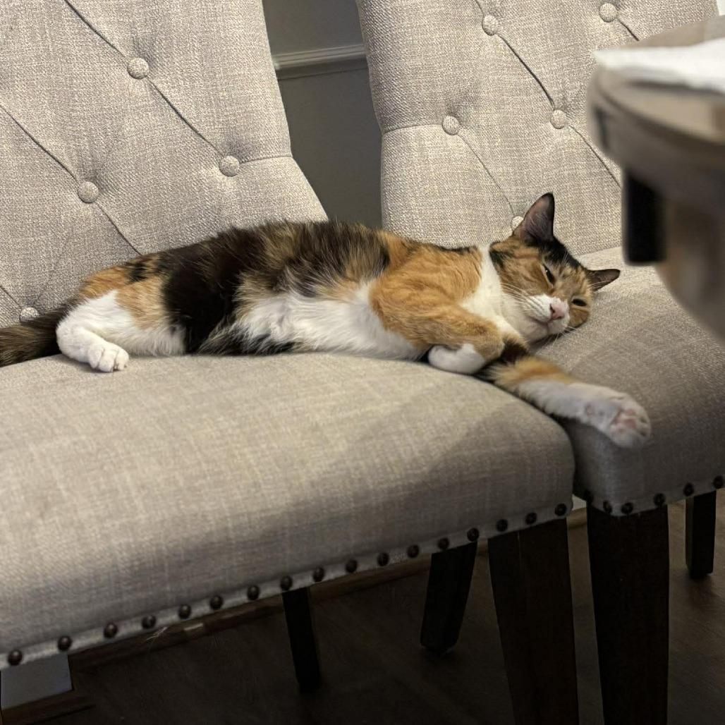 Junie, Adoptable, Senior Female Domestic Short Hair.