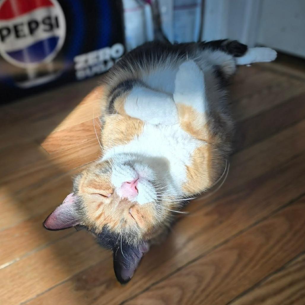 Junie, Adoptable, Senior Female Domestic Short Hair.