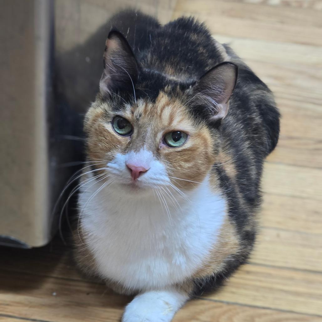 Junie, Adoptable, Senior Female Domestic Short Hair.