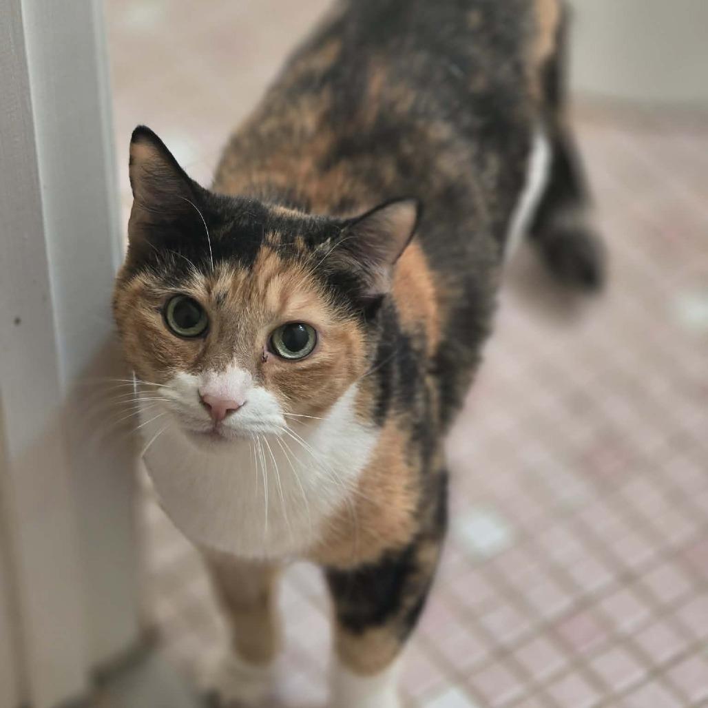 Enlarge Junie, a Adoptable Domestic Short Hair in Jarrettsville, MD image 2/6