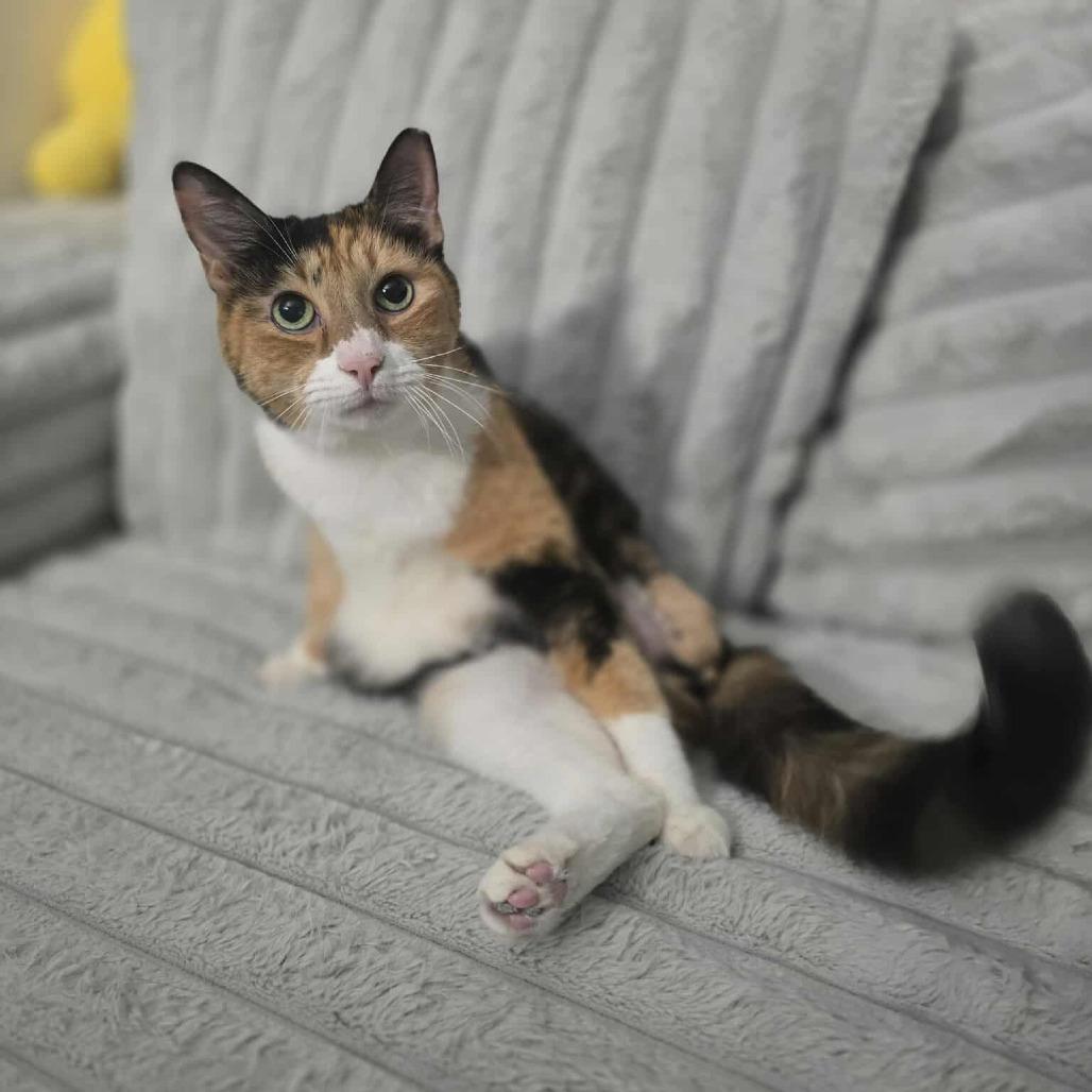 Enlarge Junie, a Adoptable Domestic Short Hair in Jarrettsville, MD image 3/6