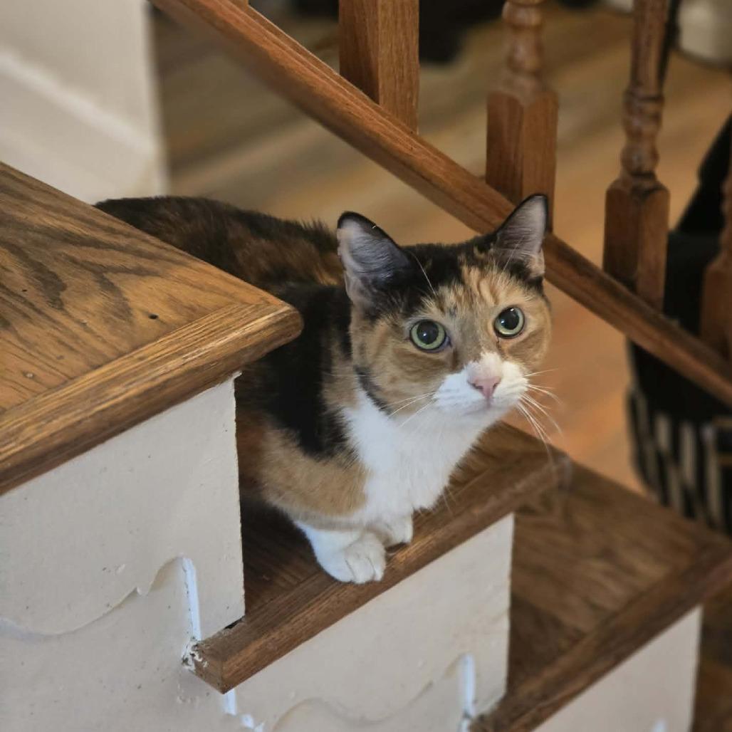 Enlarge Junie, a Adoptable Domestic Short Hair in Jarrettsville, MD image 4/6