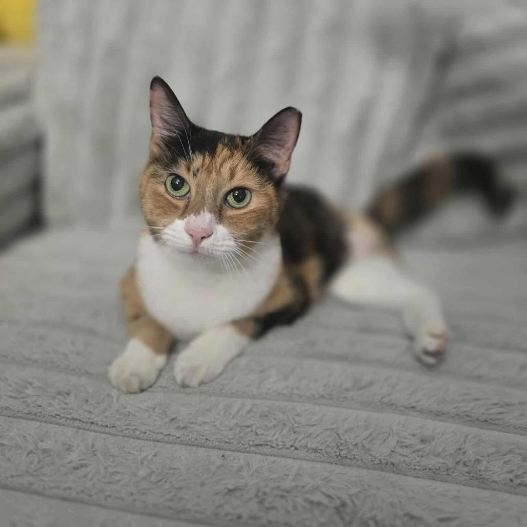 Enlarge Junie, a Adoptable Domestic Short Hair in Jarrettsville, MD image 6/6