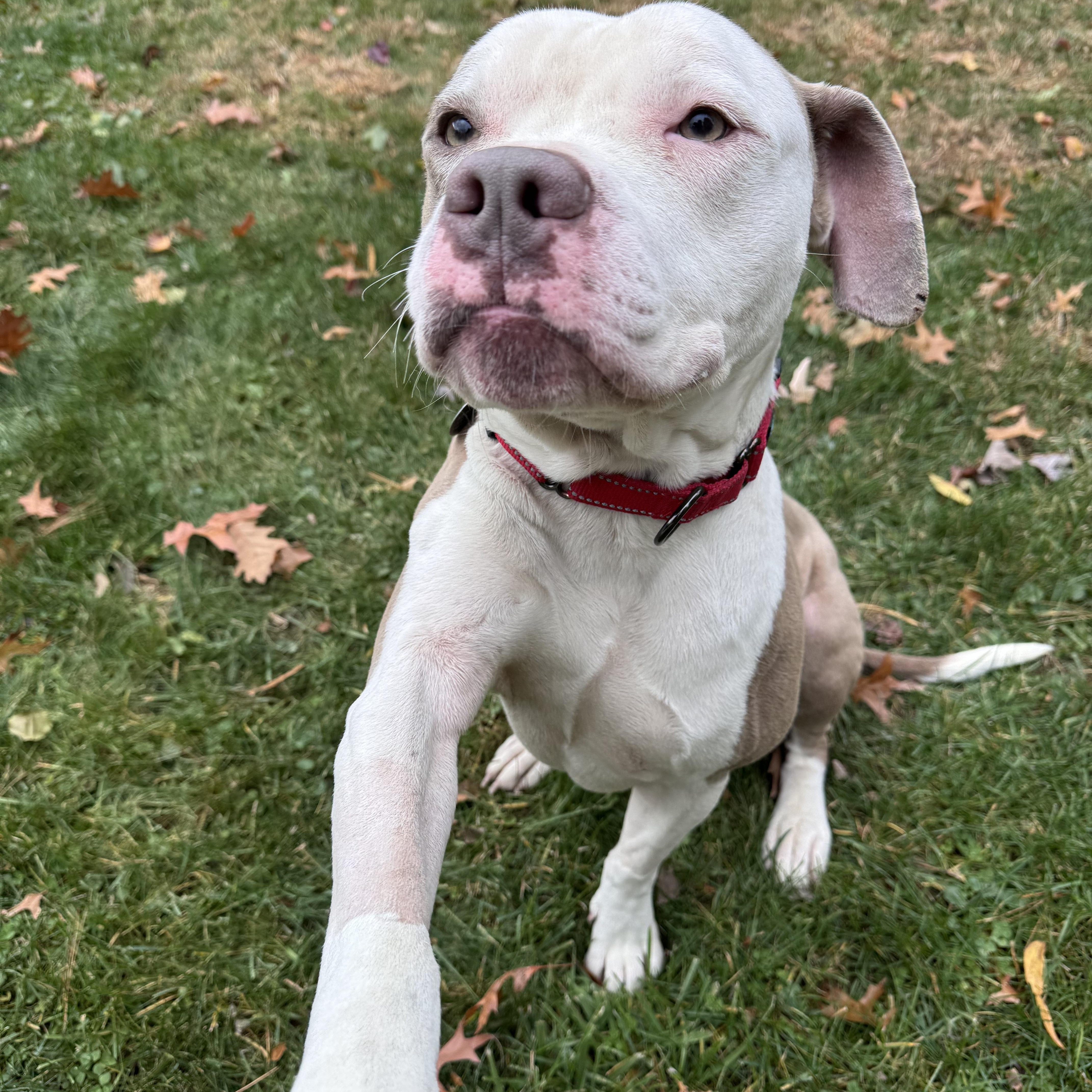 Rapid, a Adoptable mixed breed in Cleveland, OH image 2/6