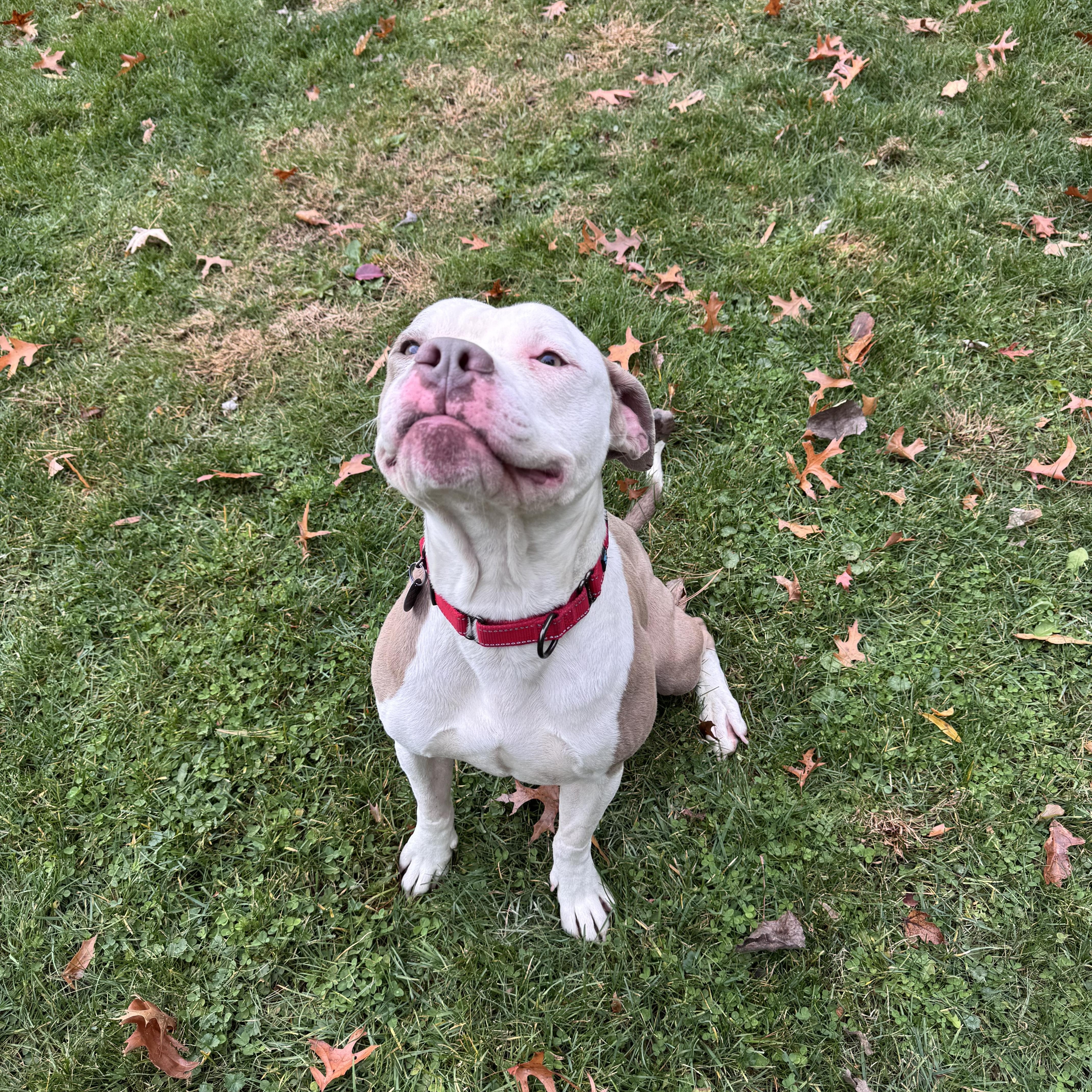 Rapid, a Adoptable mixed breed in Cleveland, OH image 3/6