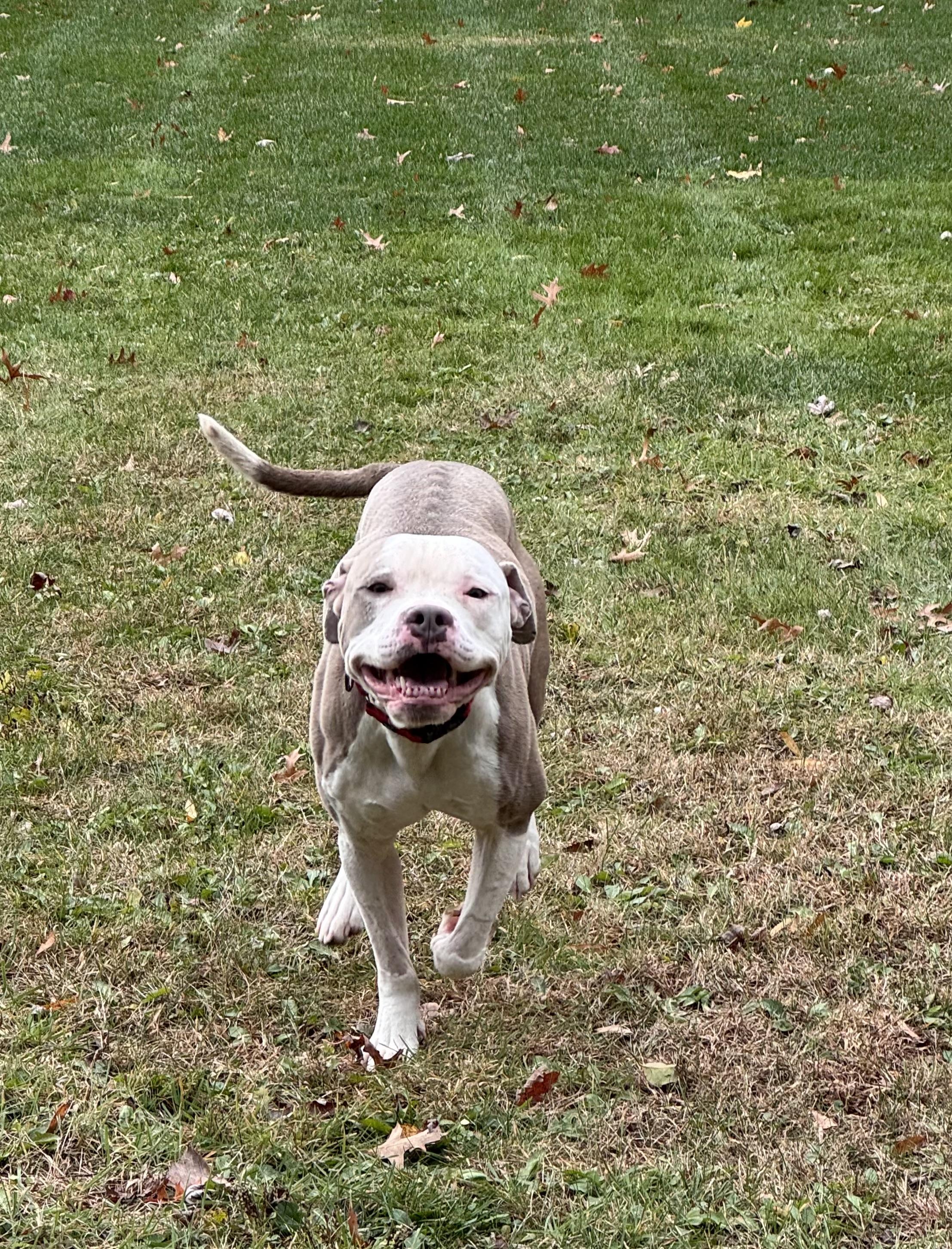 Rapid, a Adoptable mixed breed in Cleveland, OH image 4/6