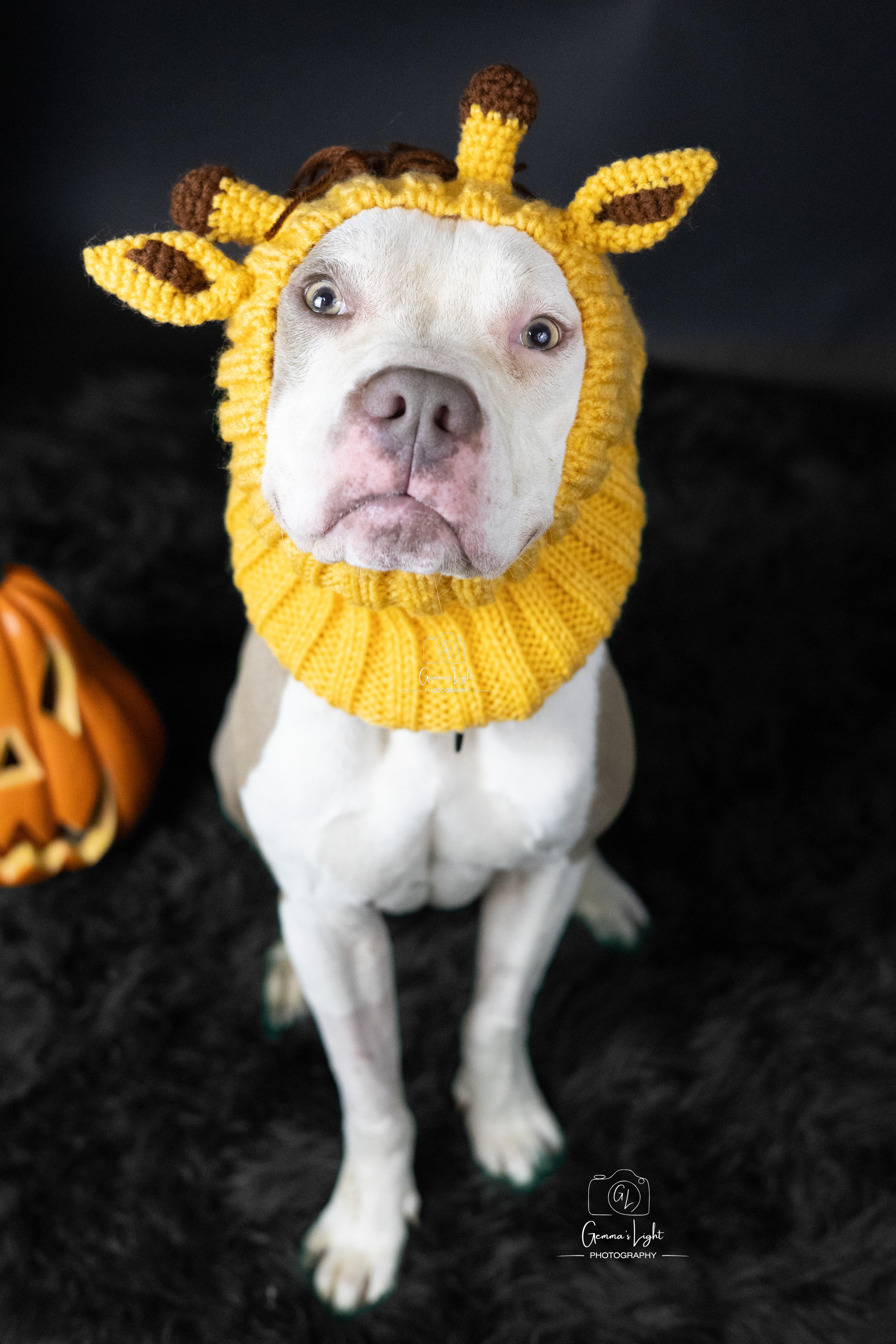 Rapid, a Adoptable mixed breed in Cleveland, OH image 5/6