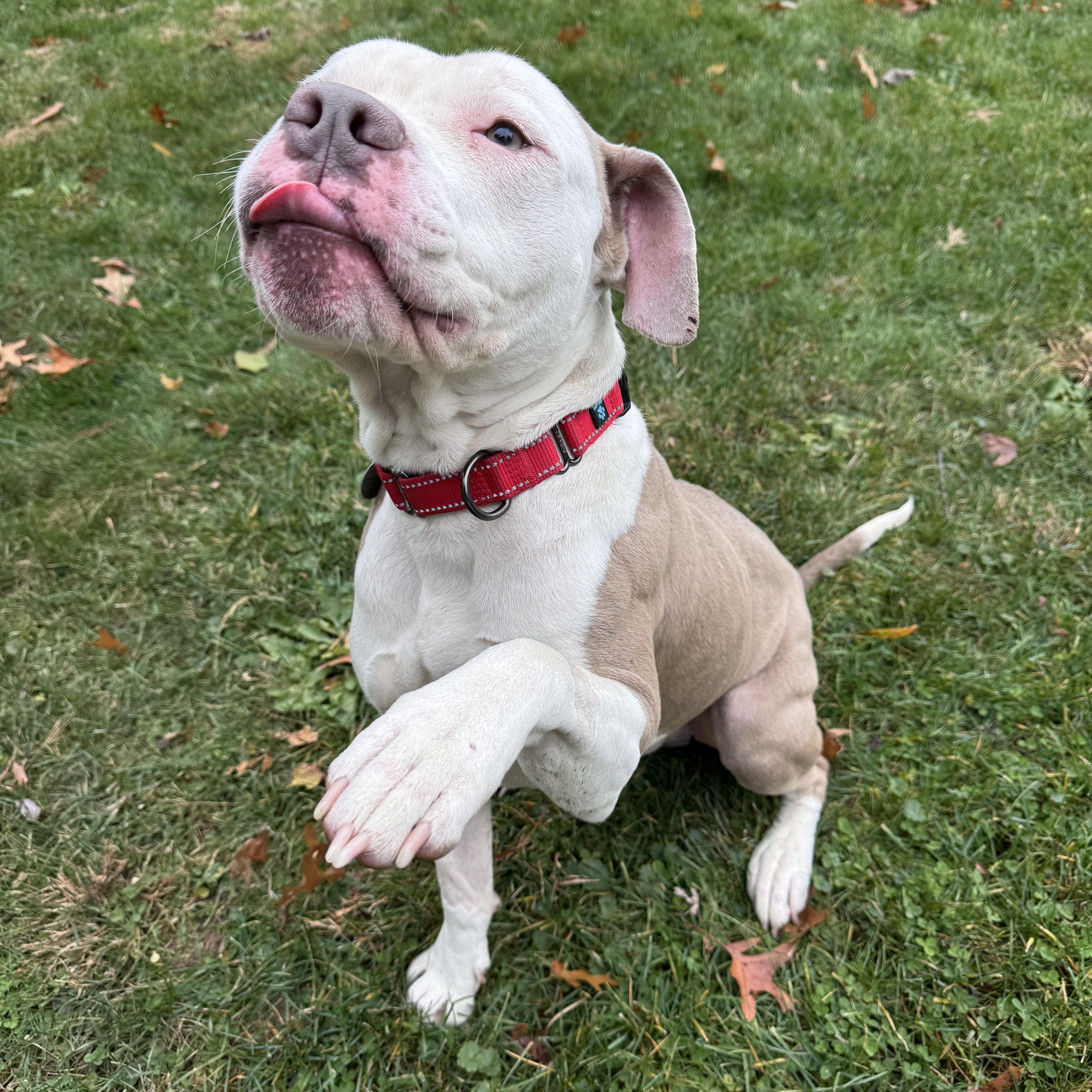 Rapid, a Adoptable mixed breed in Cleveland, OH image 6/6