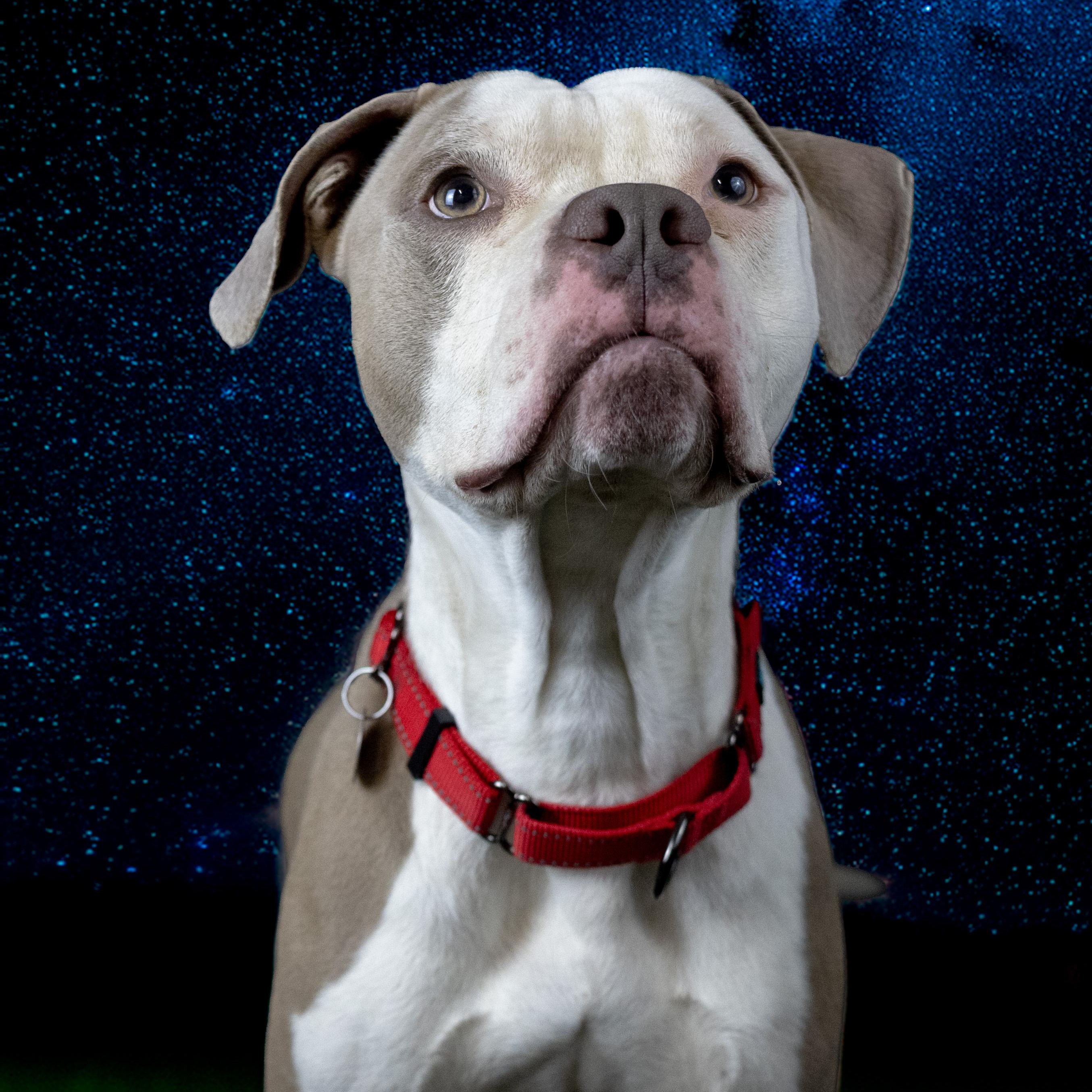 Rapid, a Adoptable mixed breed in Cleveland, OH image 1/6