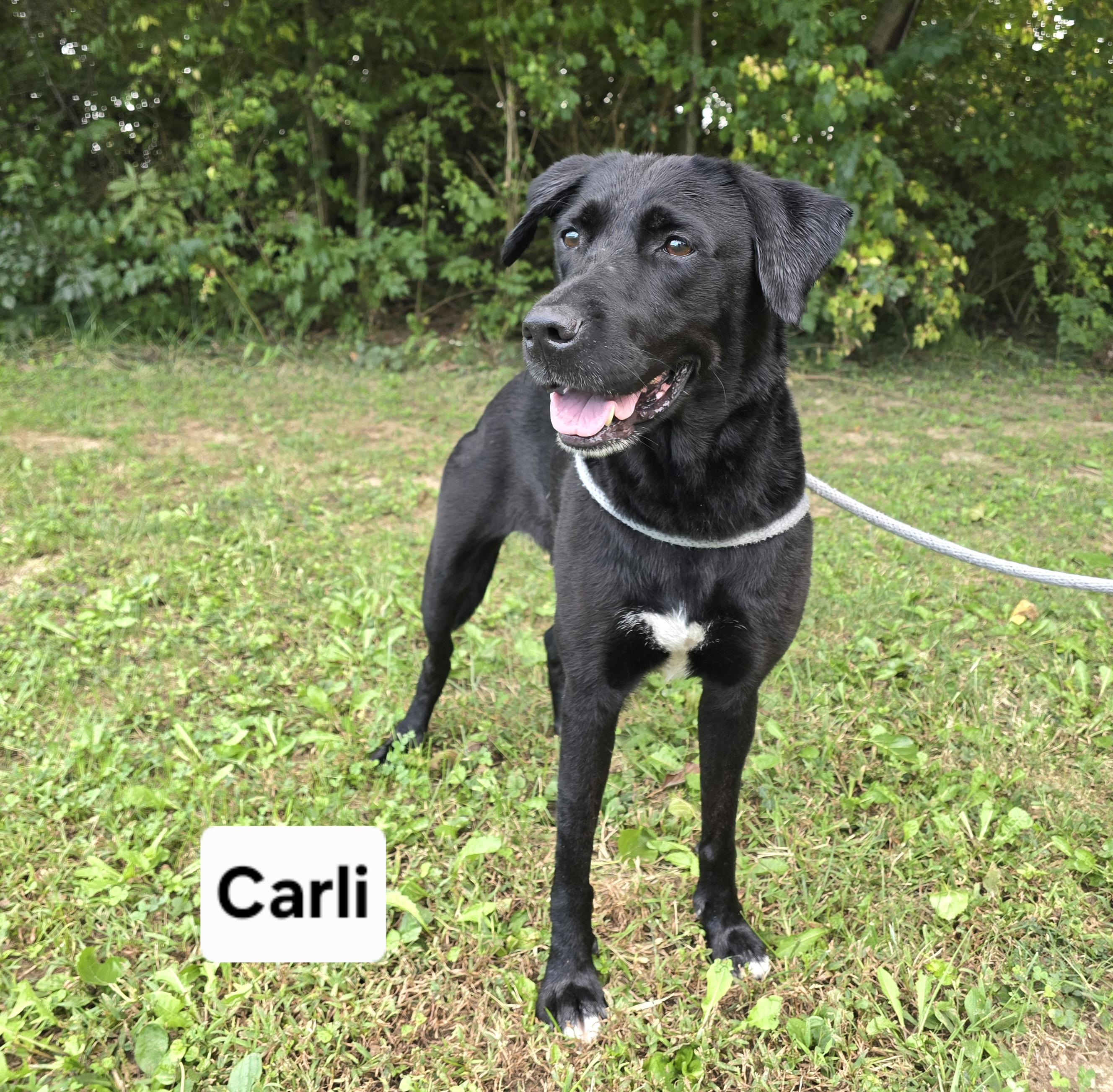 Enlarge Carli, a Adoptable mixed breed in Mount Carmel, IL image 2/4