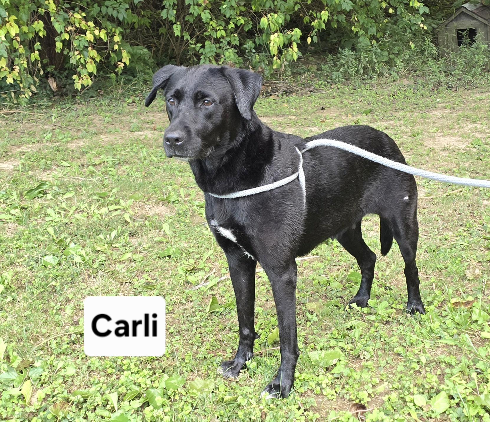 Enlarge Carli, a Adoptable mixed breed in Mount Carmel, IL image 3/4
