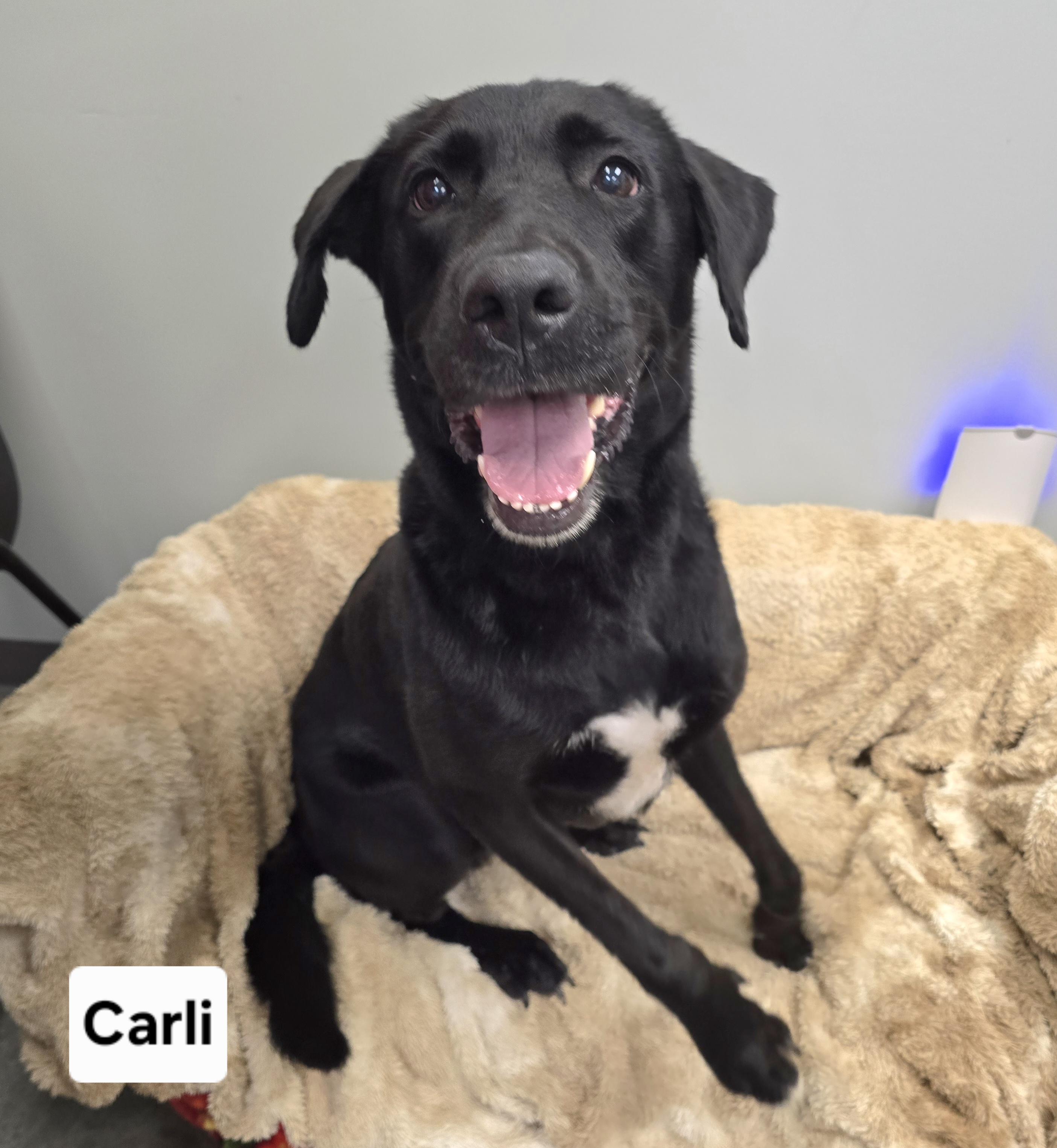 Enlarge Carli, a Adoptable mixed breed in Mount Carmel, IL image 1/4