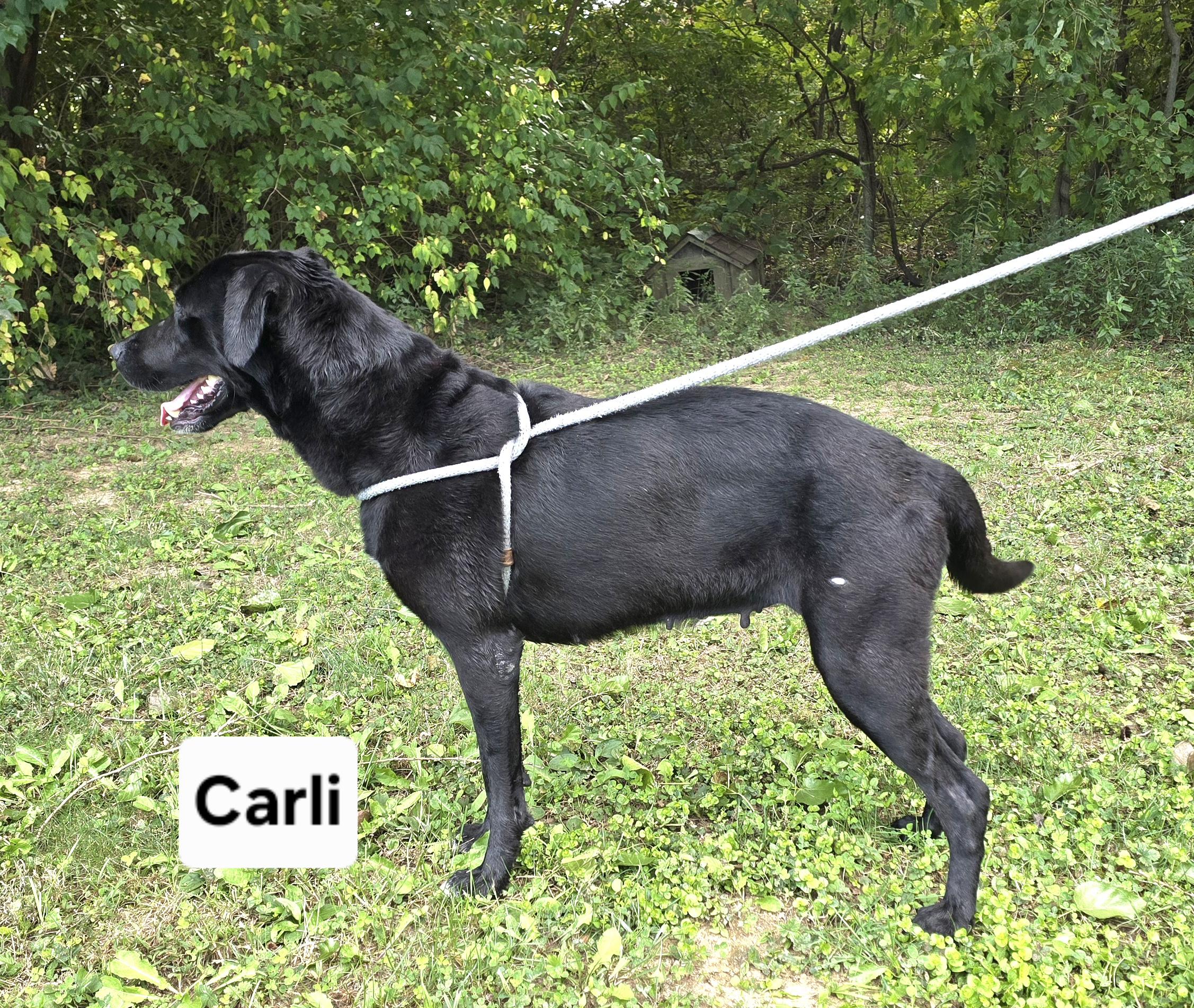 Enlarge Carli, a Adoptable mixed breed in Mount Carmel, IL image 4/4