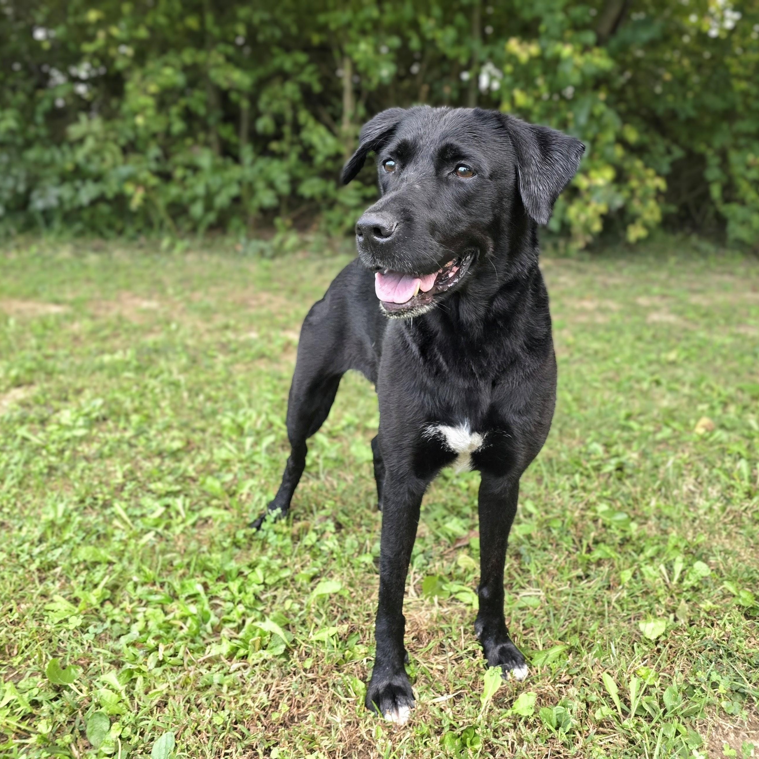 Carli, Adoptable, Adult Female Labrador Retriever.