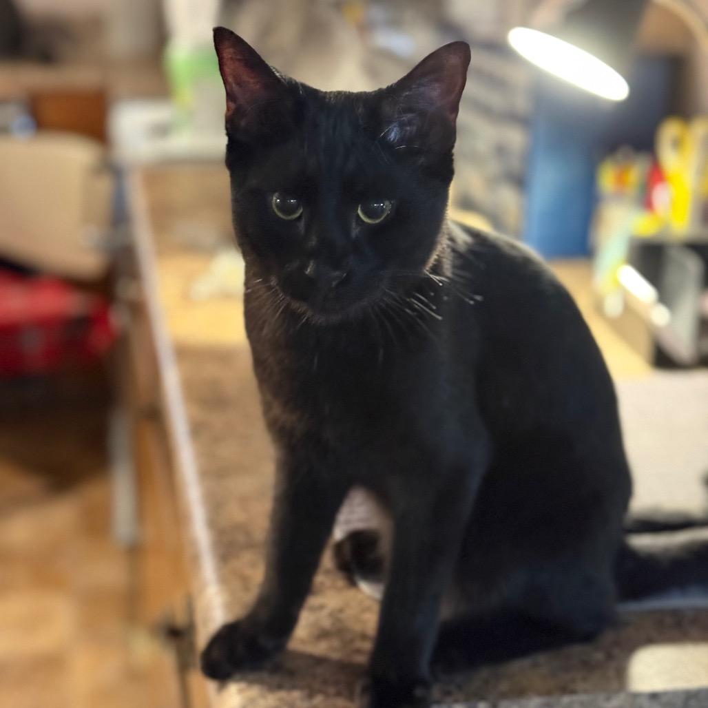 Rio, Adoptable, Young Male Domestic Short Hair.