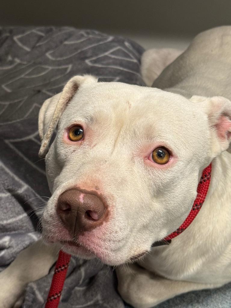 Enlarge Liberty, a Adoptable mixed breed in Sapulpa, OK image 1/1