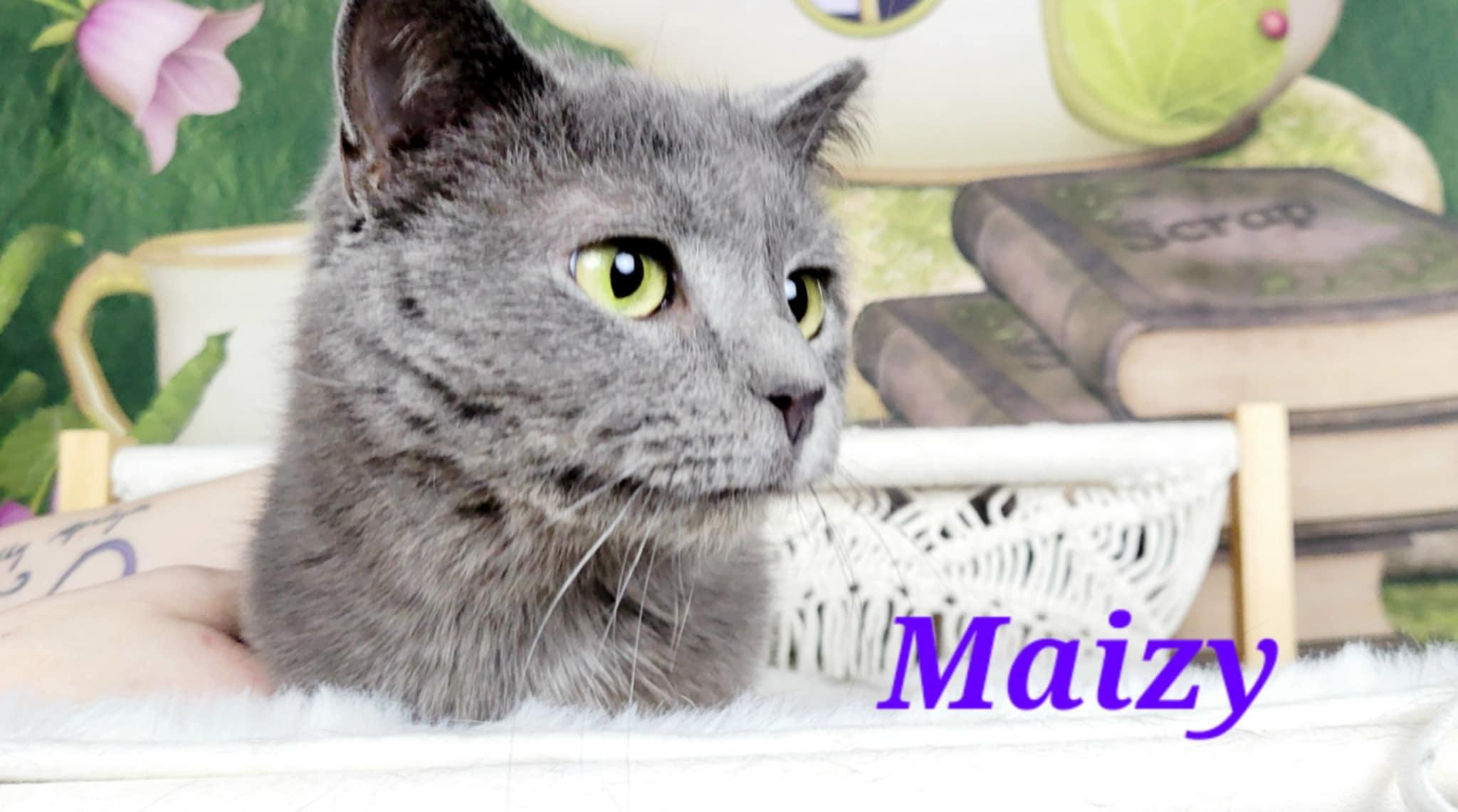 Maizy 3