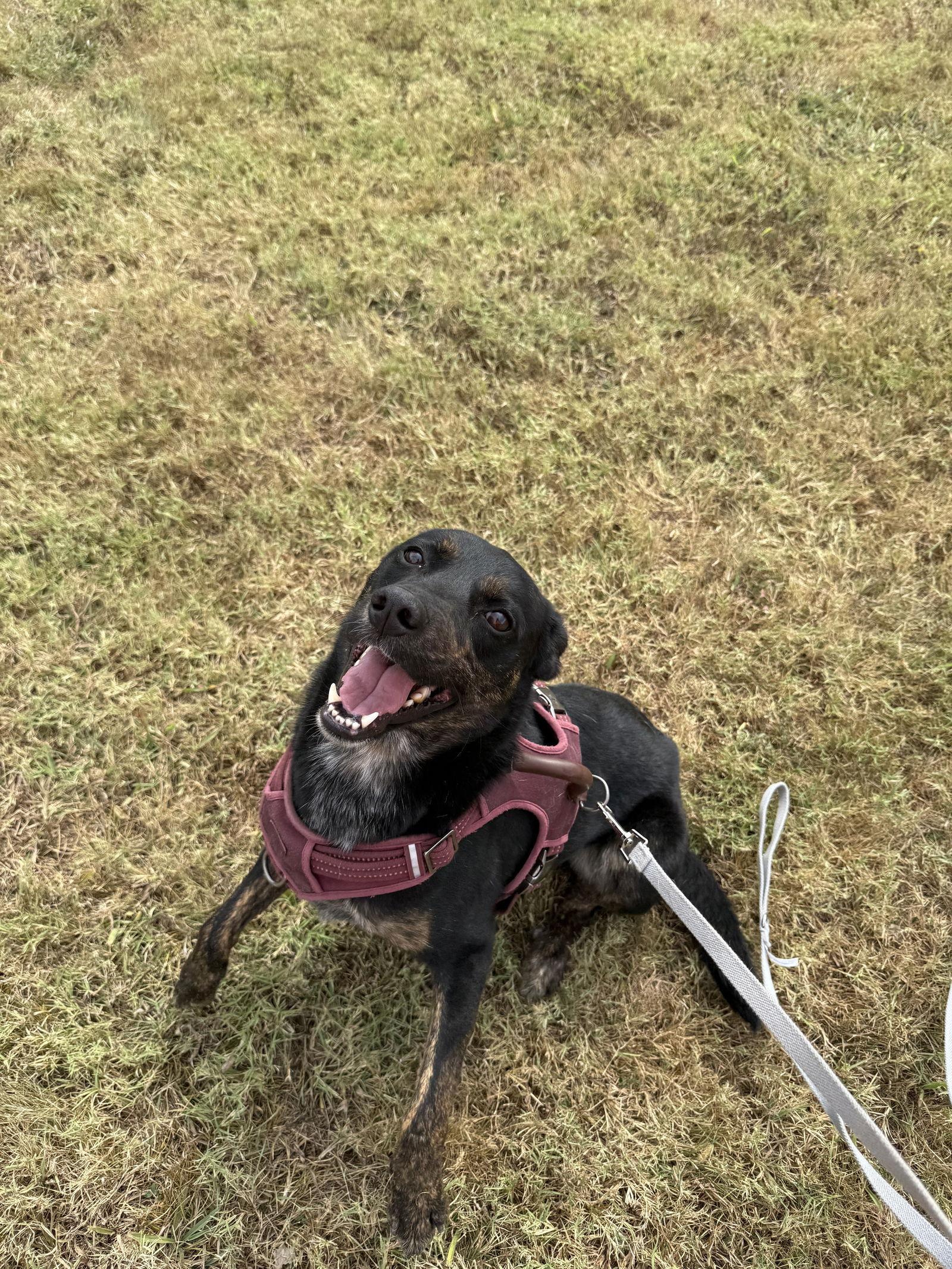 Hunko, Adoptable, Adult Male Australian Cattle Dog / Blue Heeler.