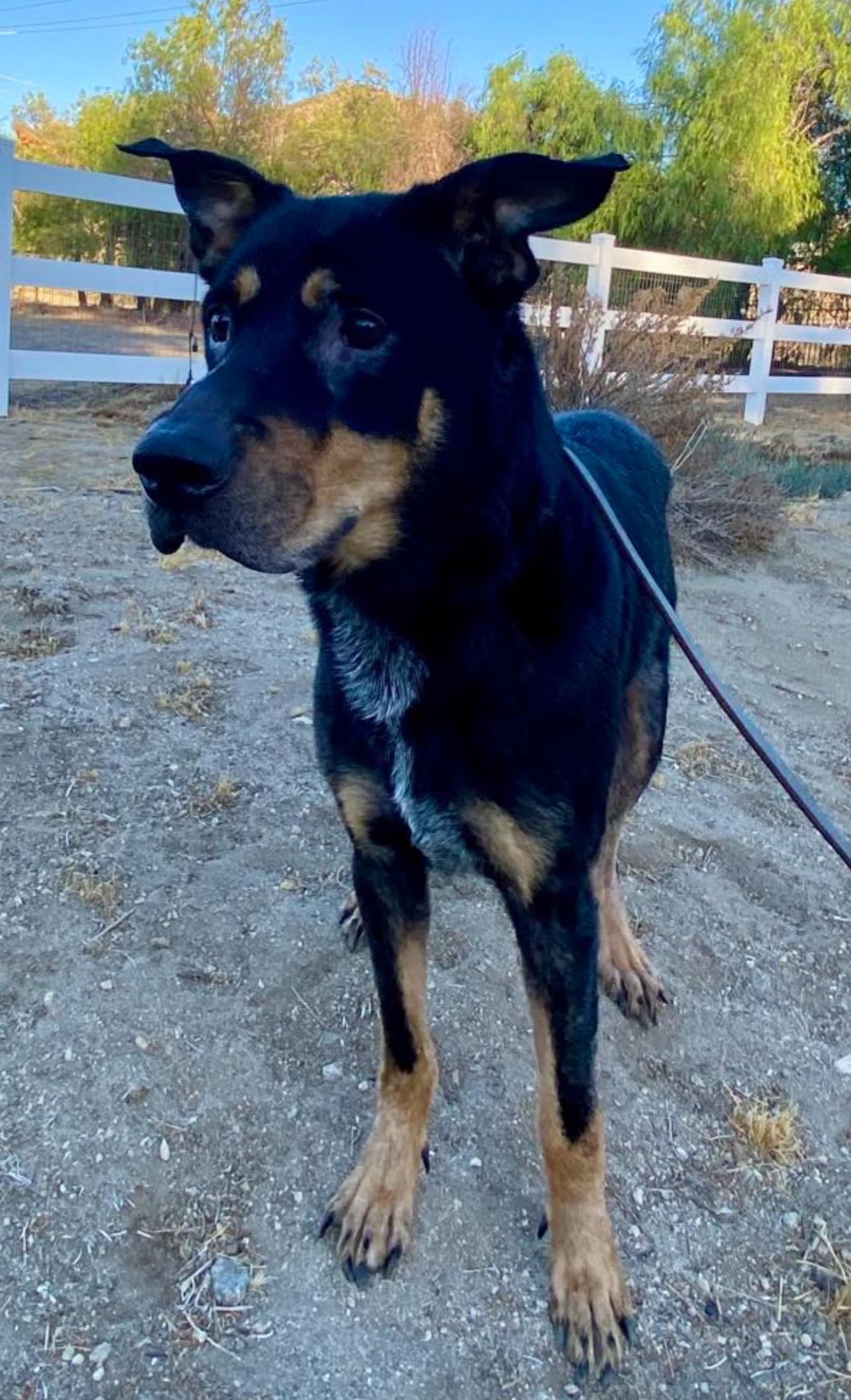 Marvy, Adoptable, Senior Male Doberman Pinscher.