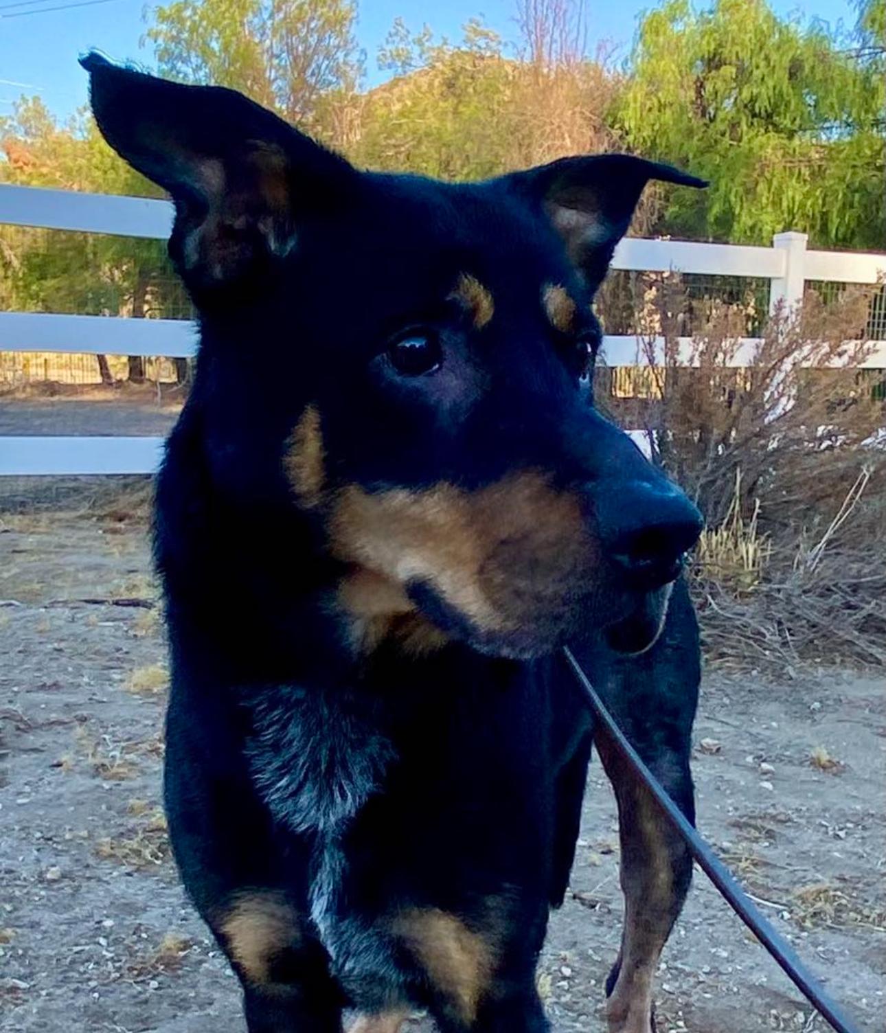Marvy, a Adoptable mixed breed in Los Angeles, CA image 2/4