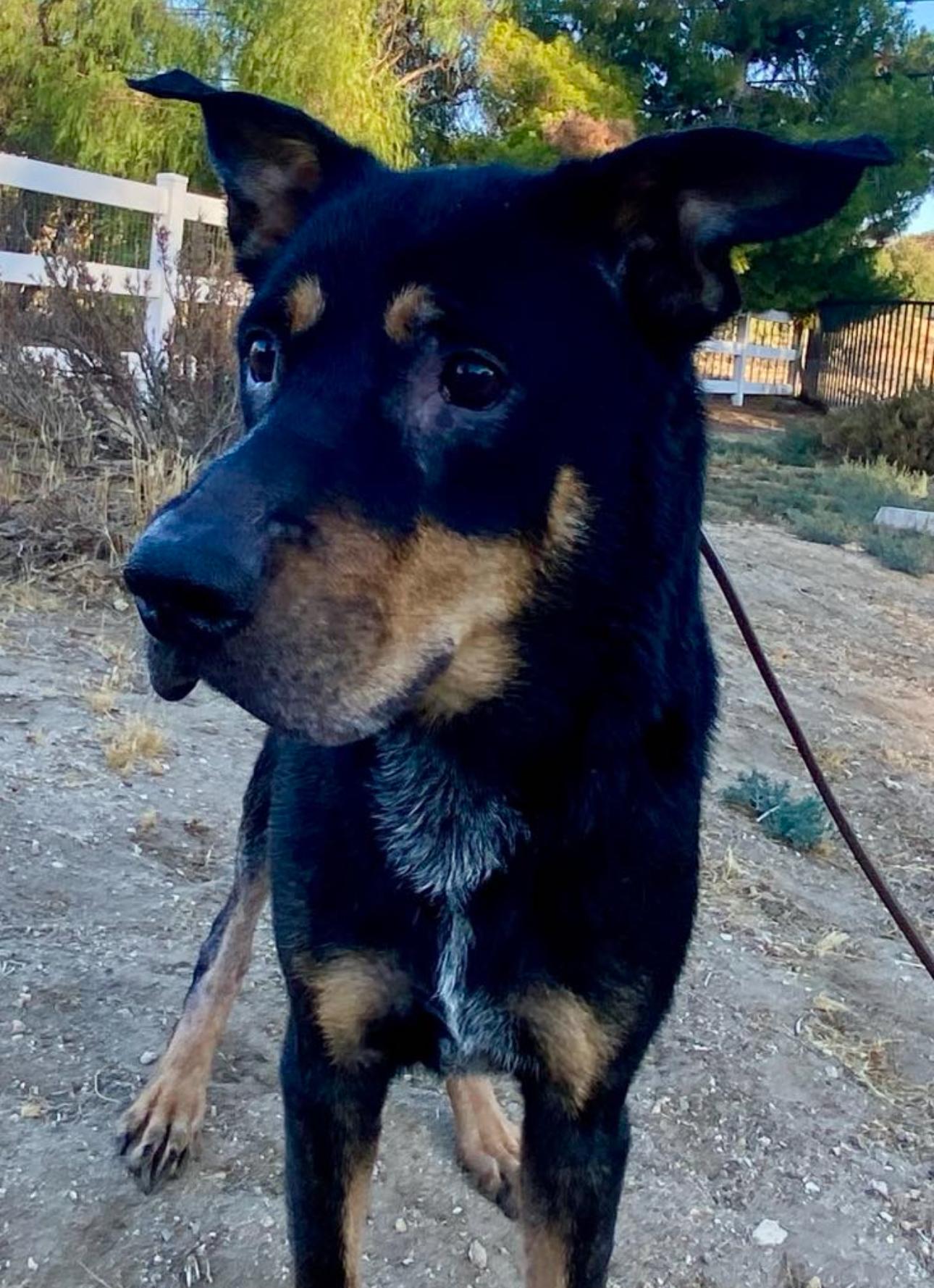 Marvy, Adoptable, Senior Male Doberman Pinscher.